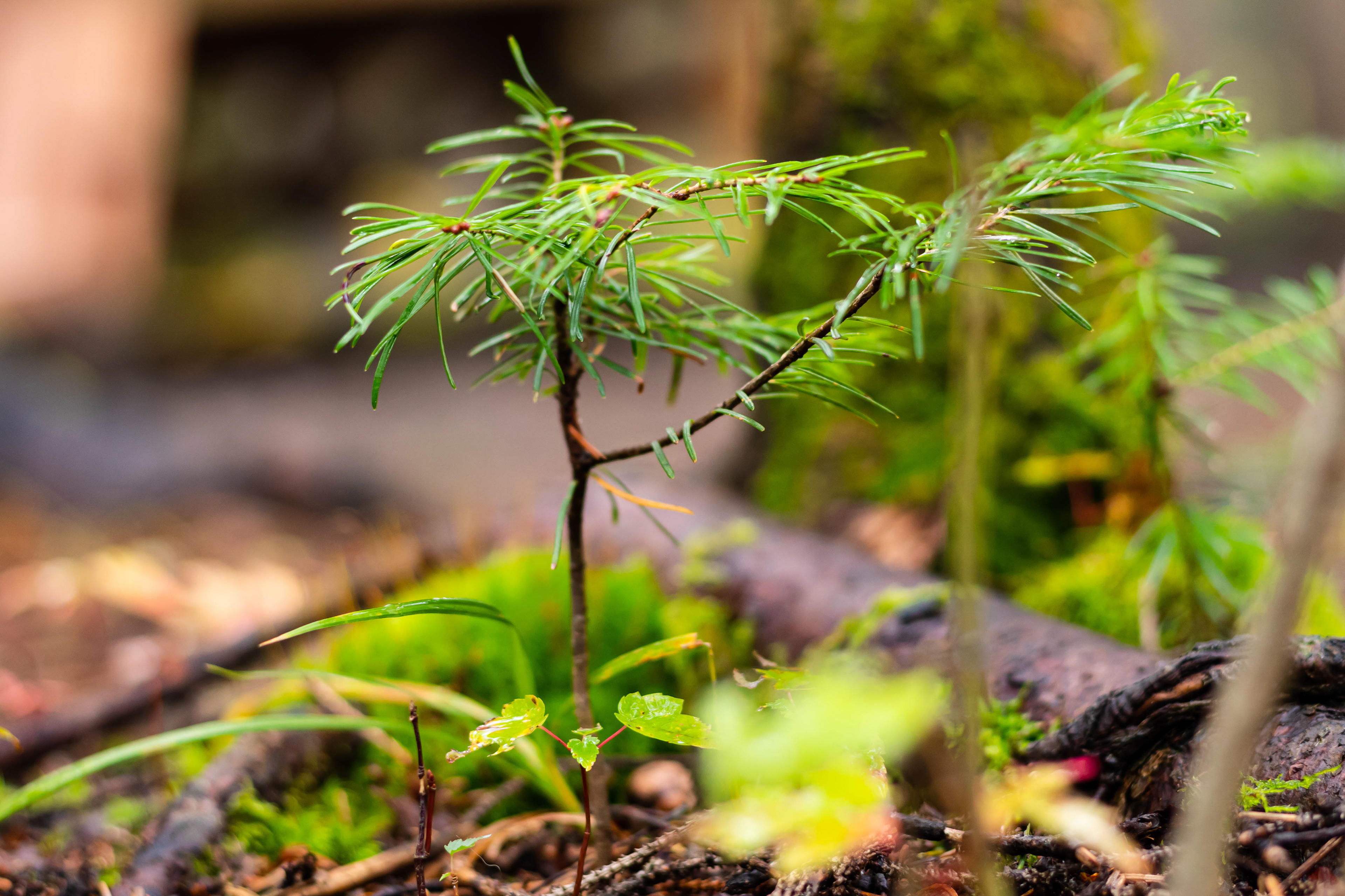 Nature photography in the forest