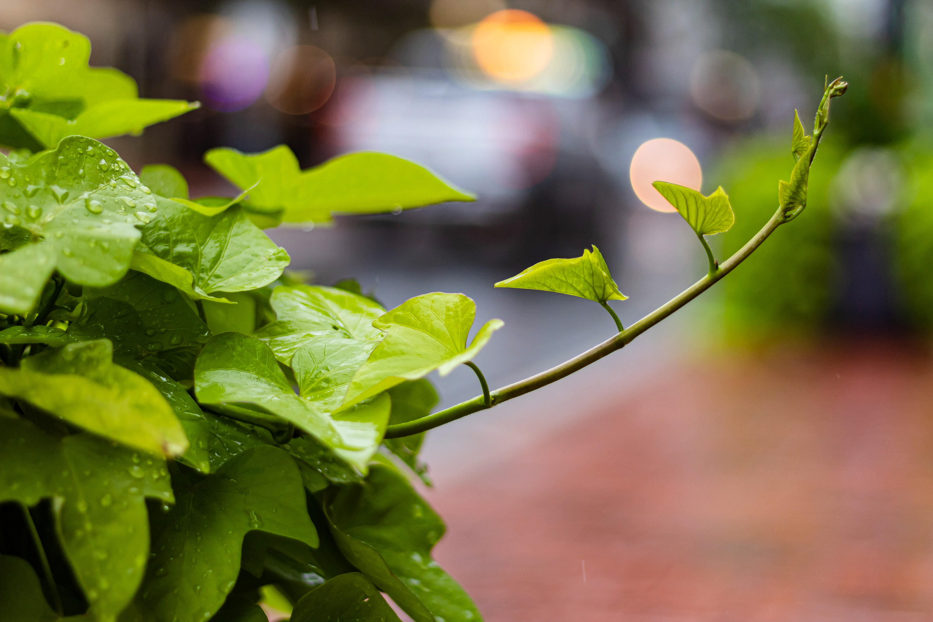 Nature photography of a wet leaf