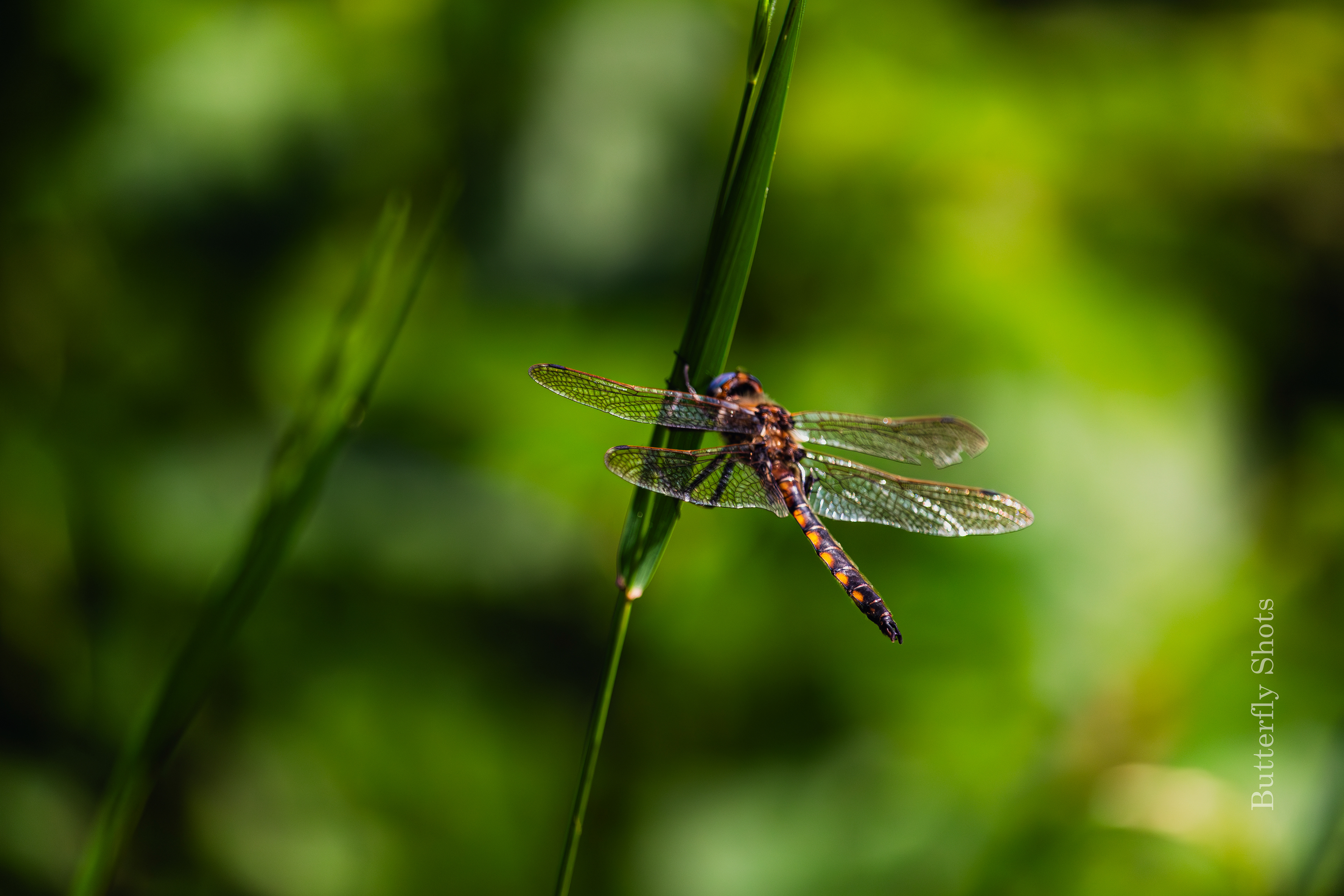 Nature photography of a dragonfly