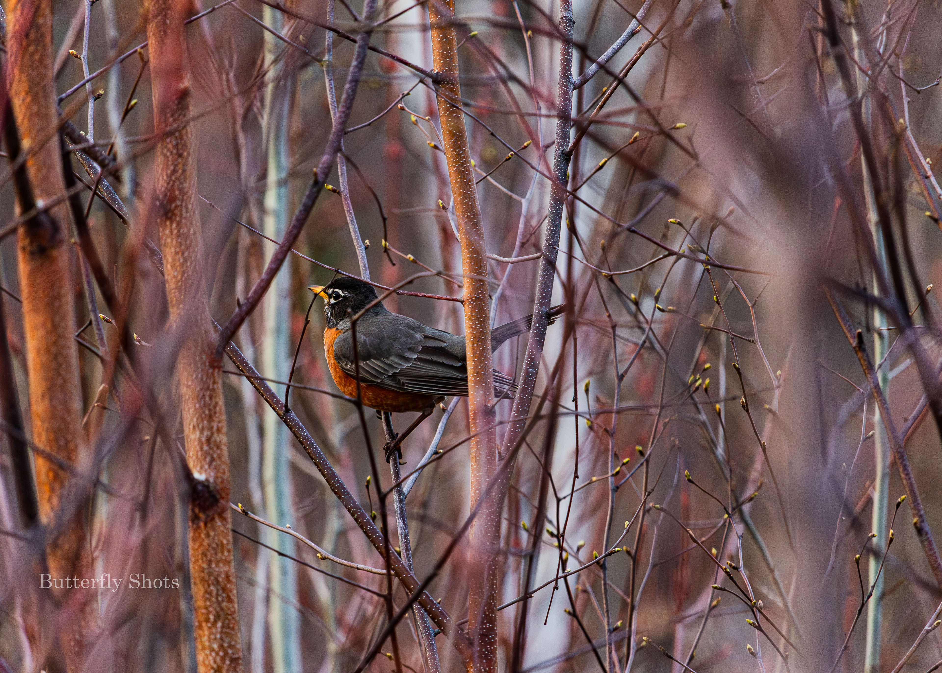 Nature photography of bird