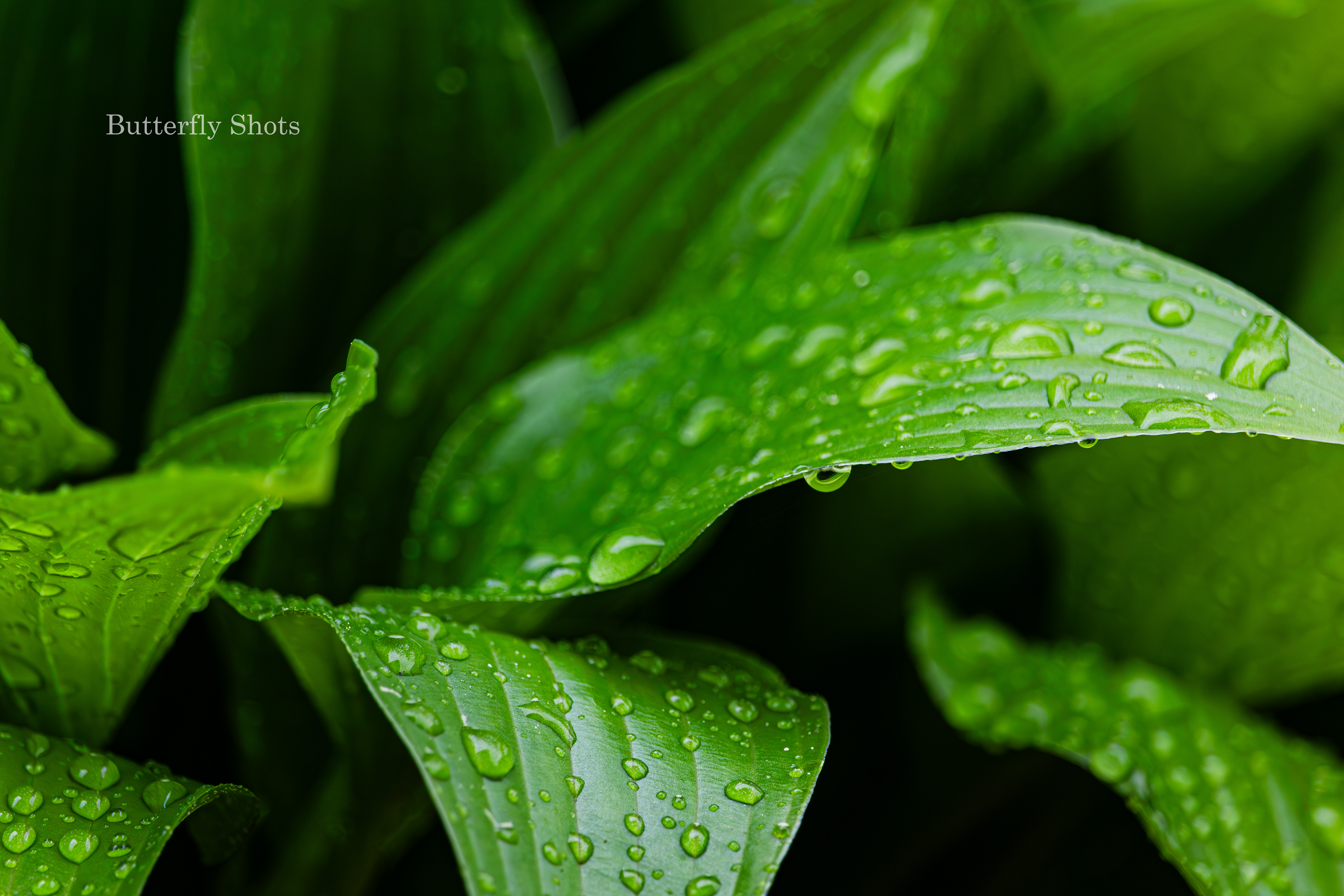 Nature photography of wet leaves