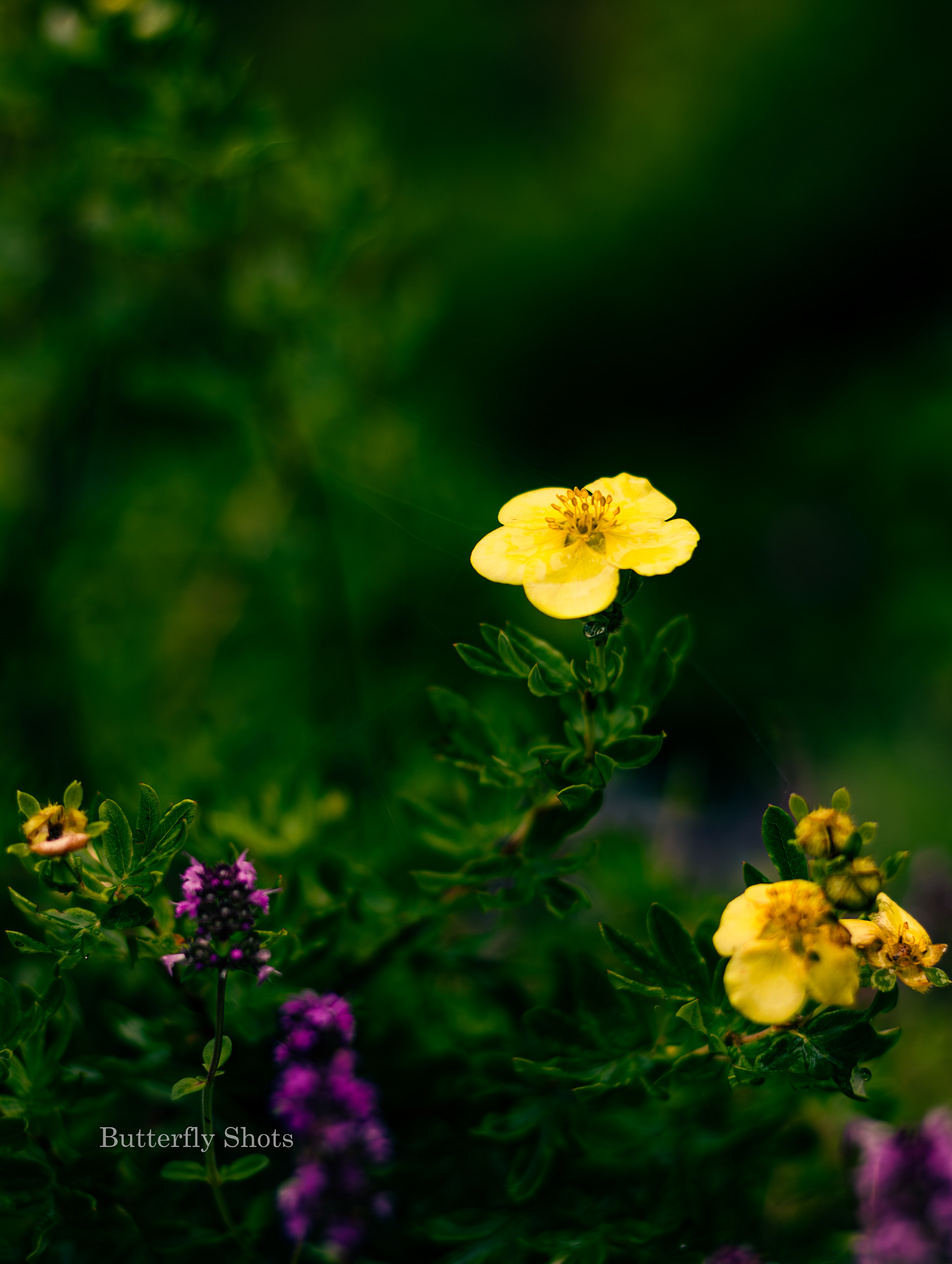 Nature photography of flowers