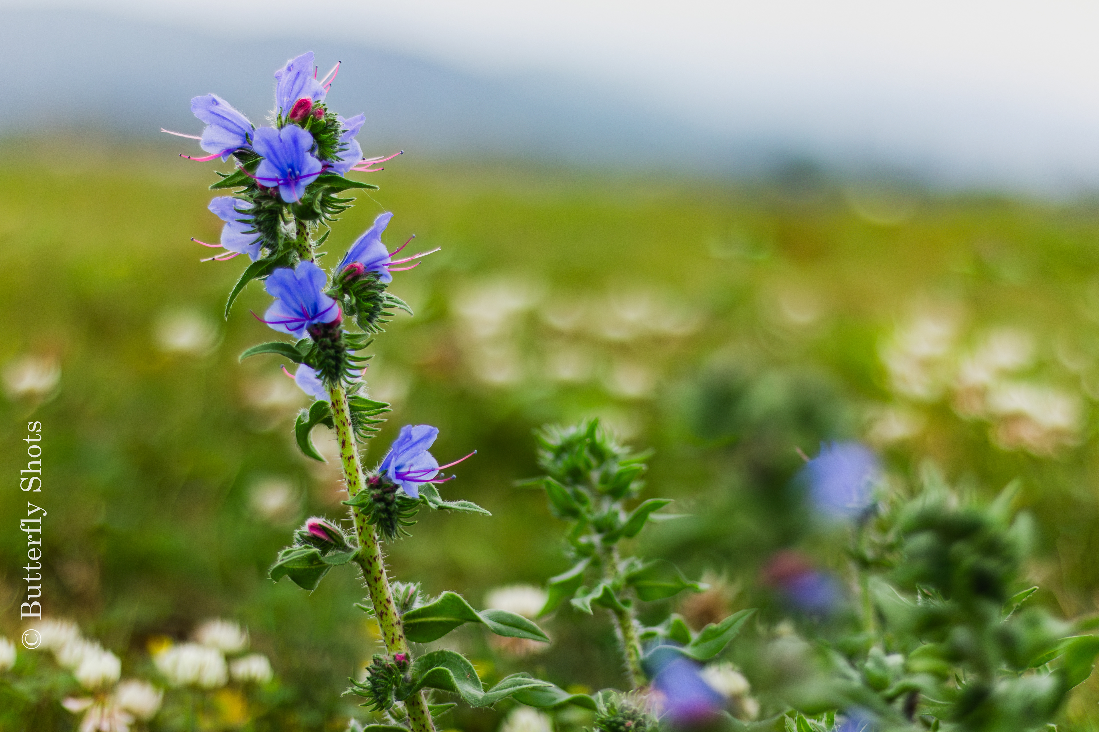 Nature photography of flowers