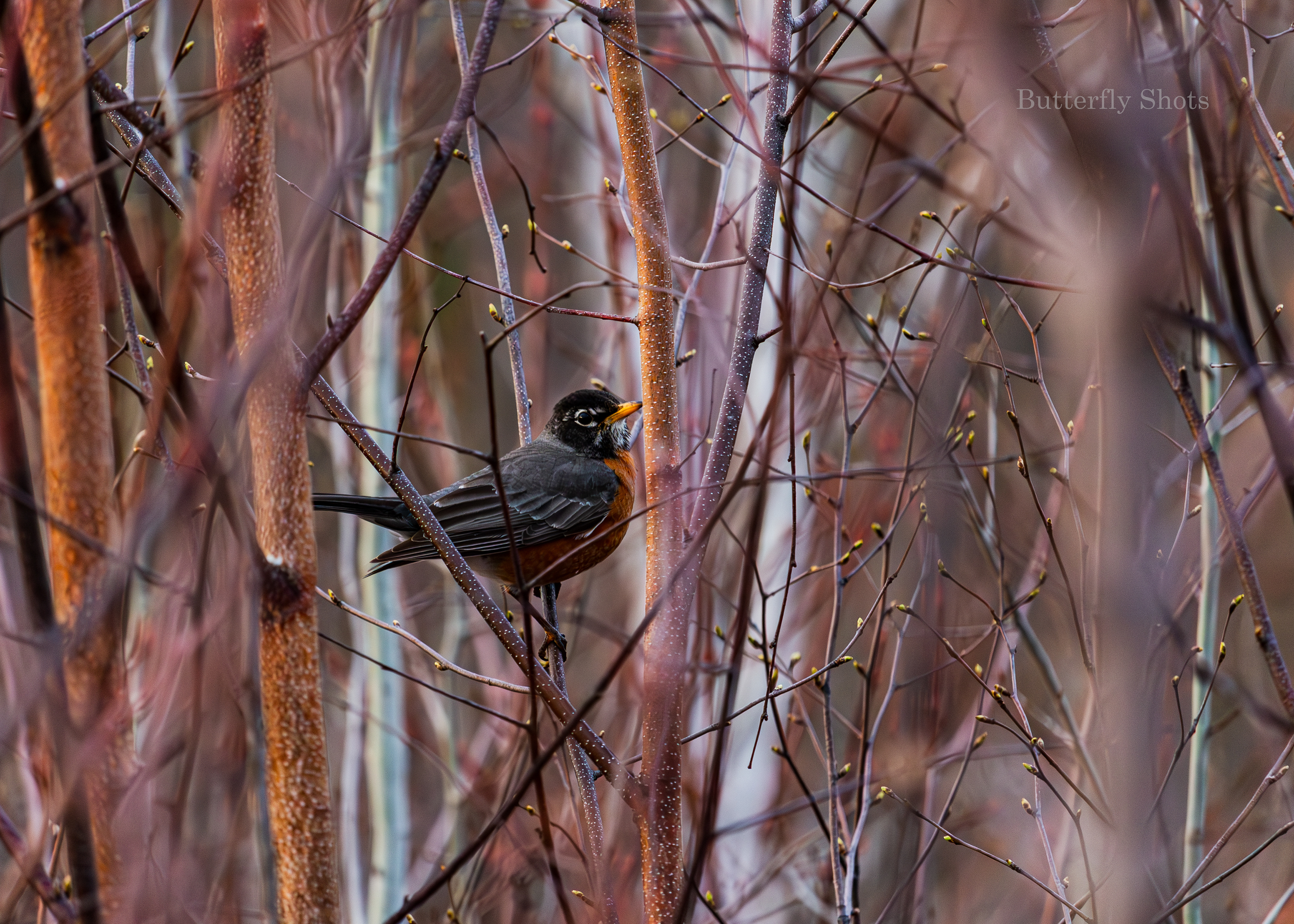 Nature photography of bird