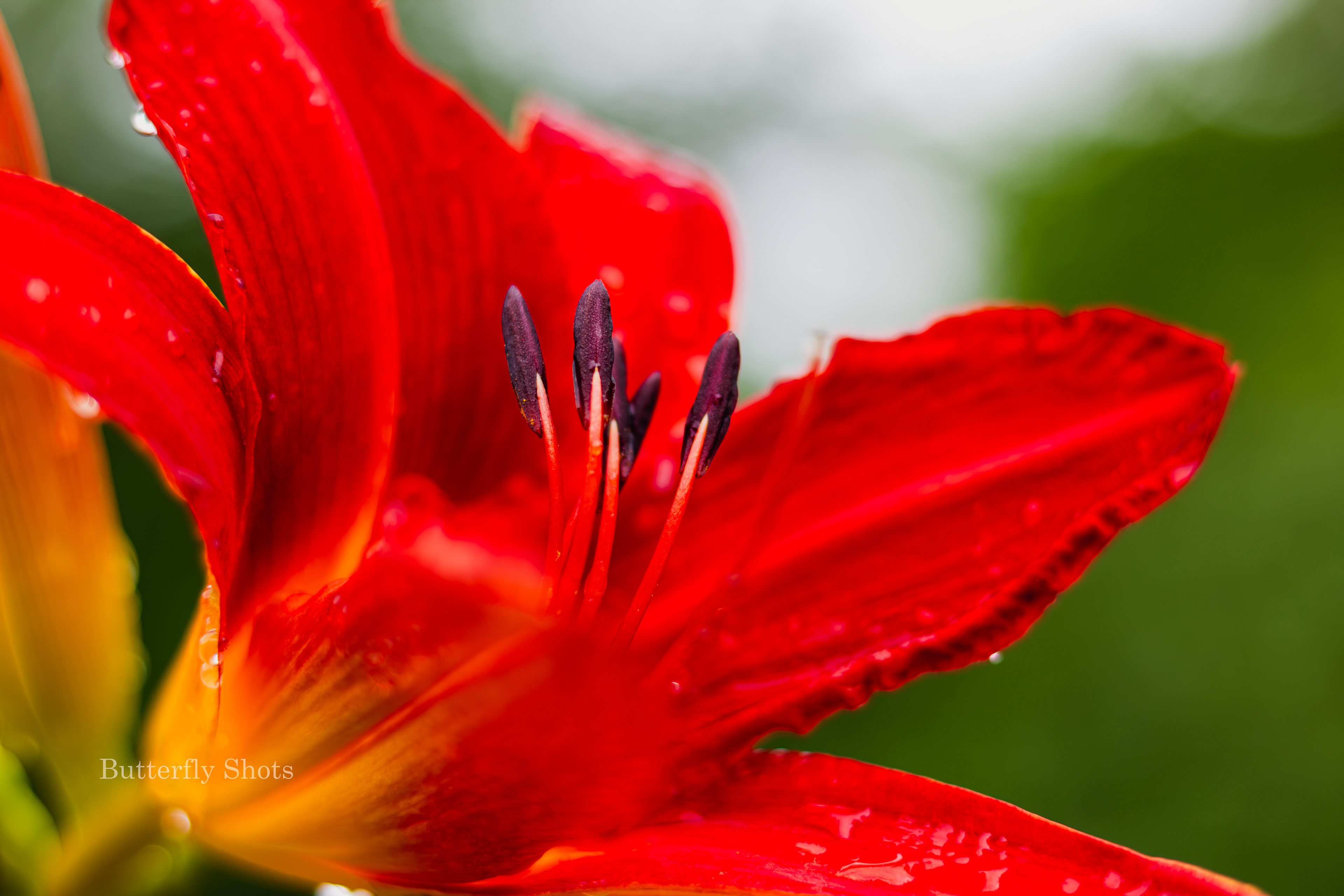 Nature photography of wet flowers