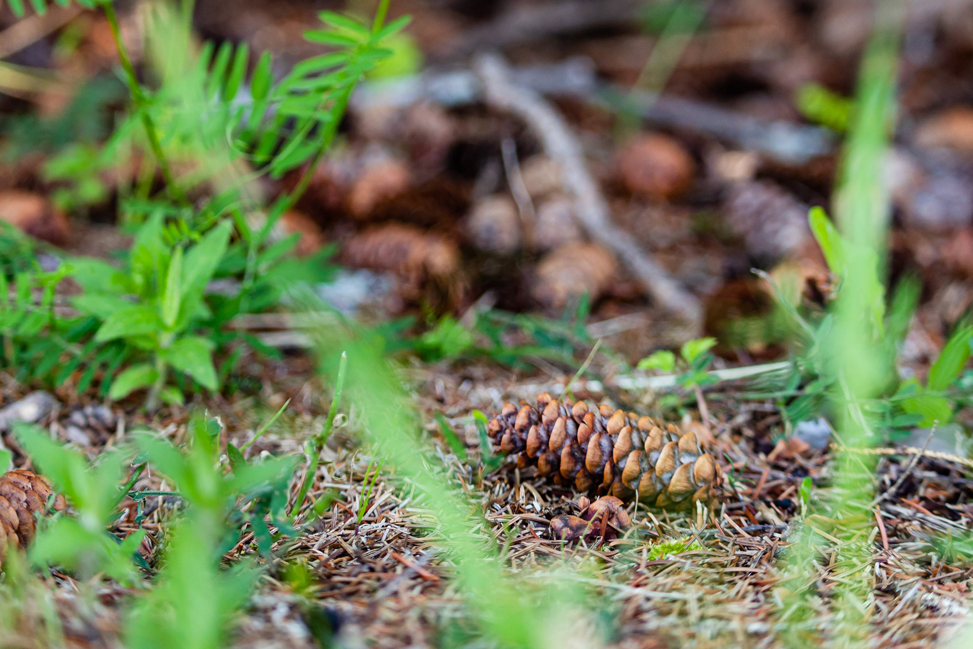 Nature photography of a pine cone in the forest