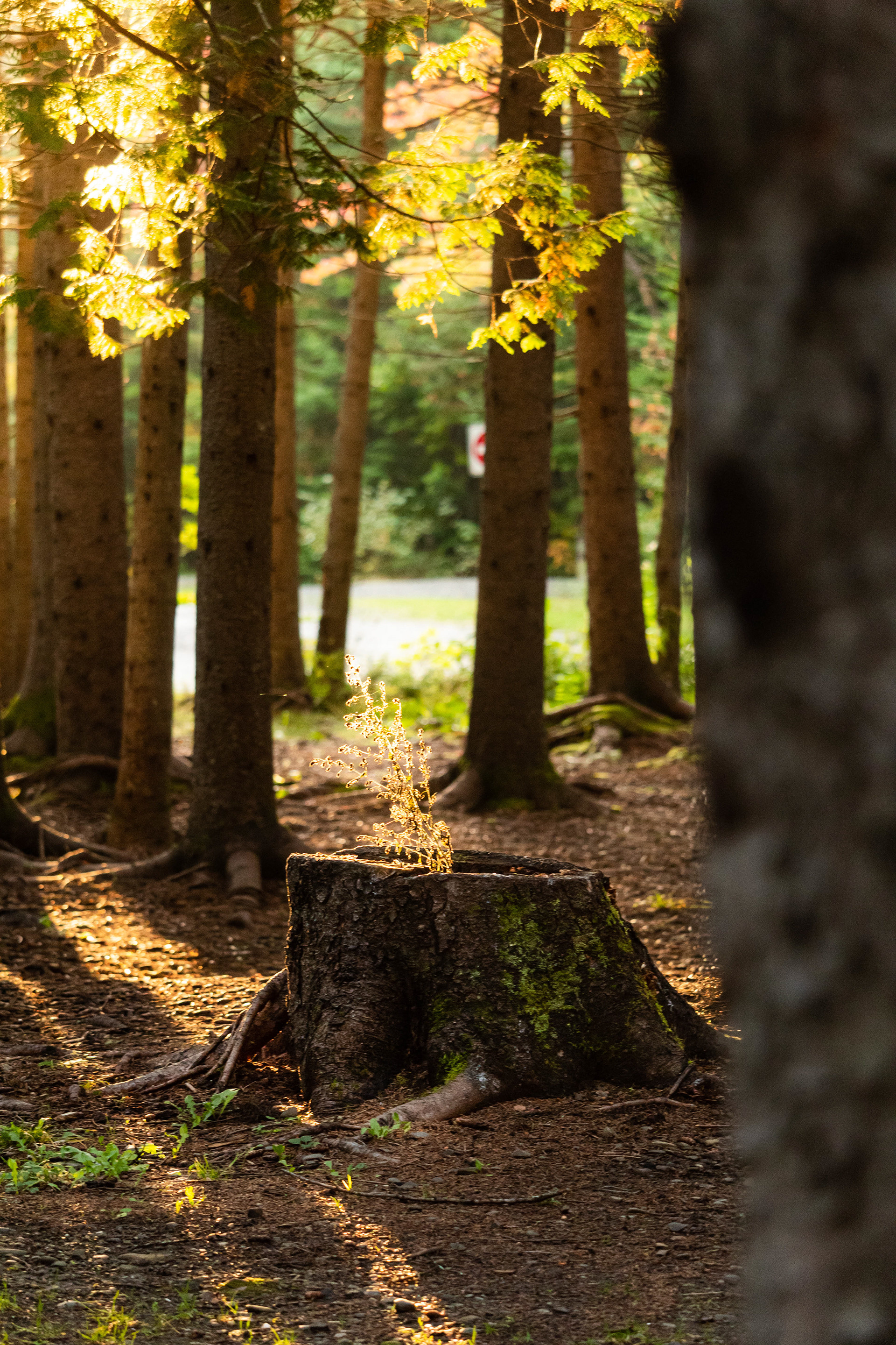 Nature photography in the forest