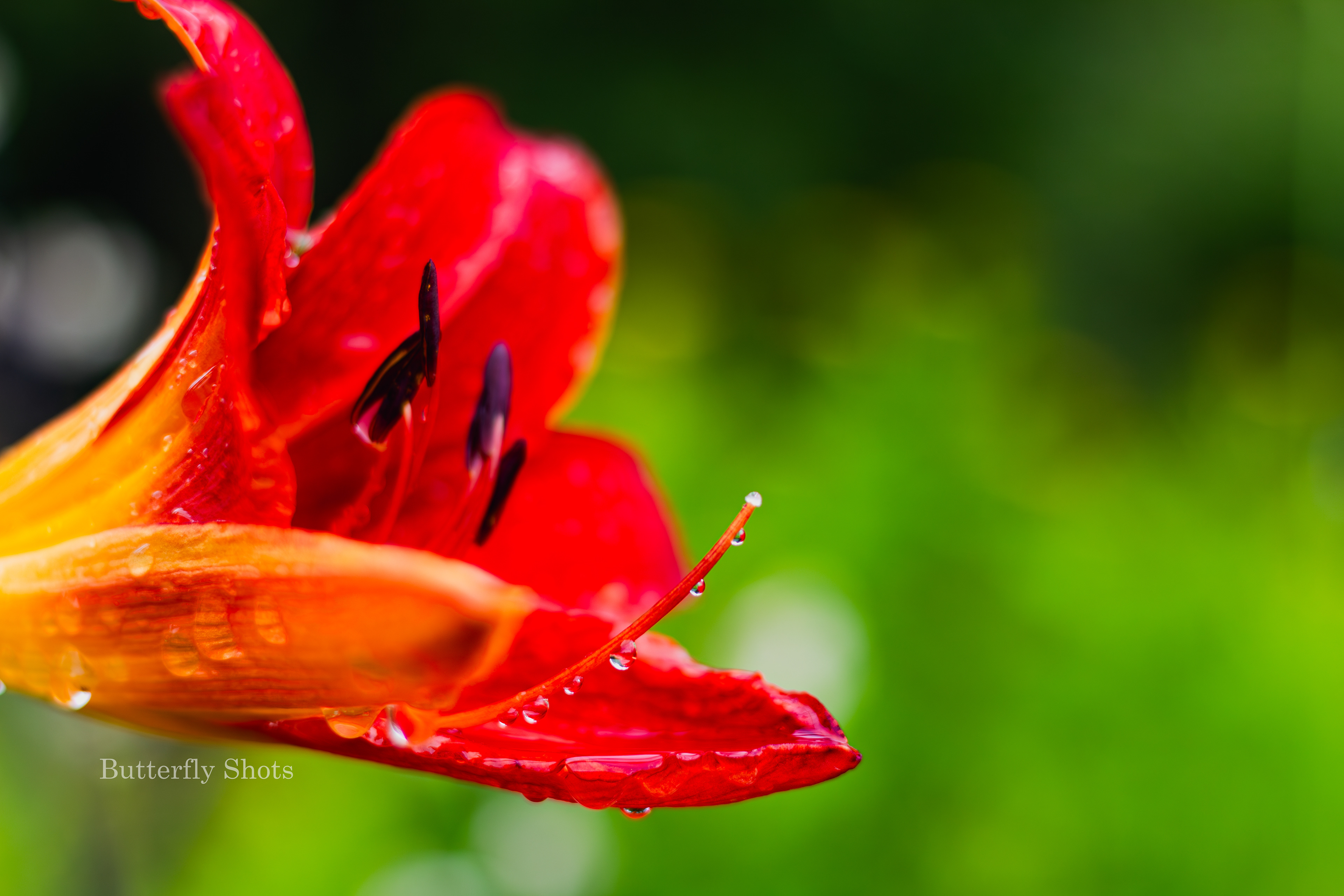 Nature photography of wet flowers