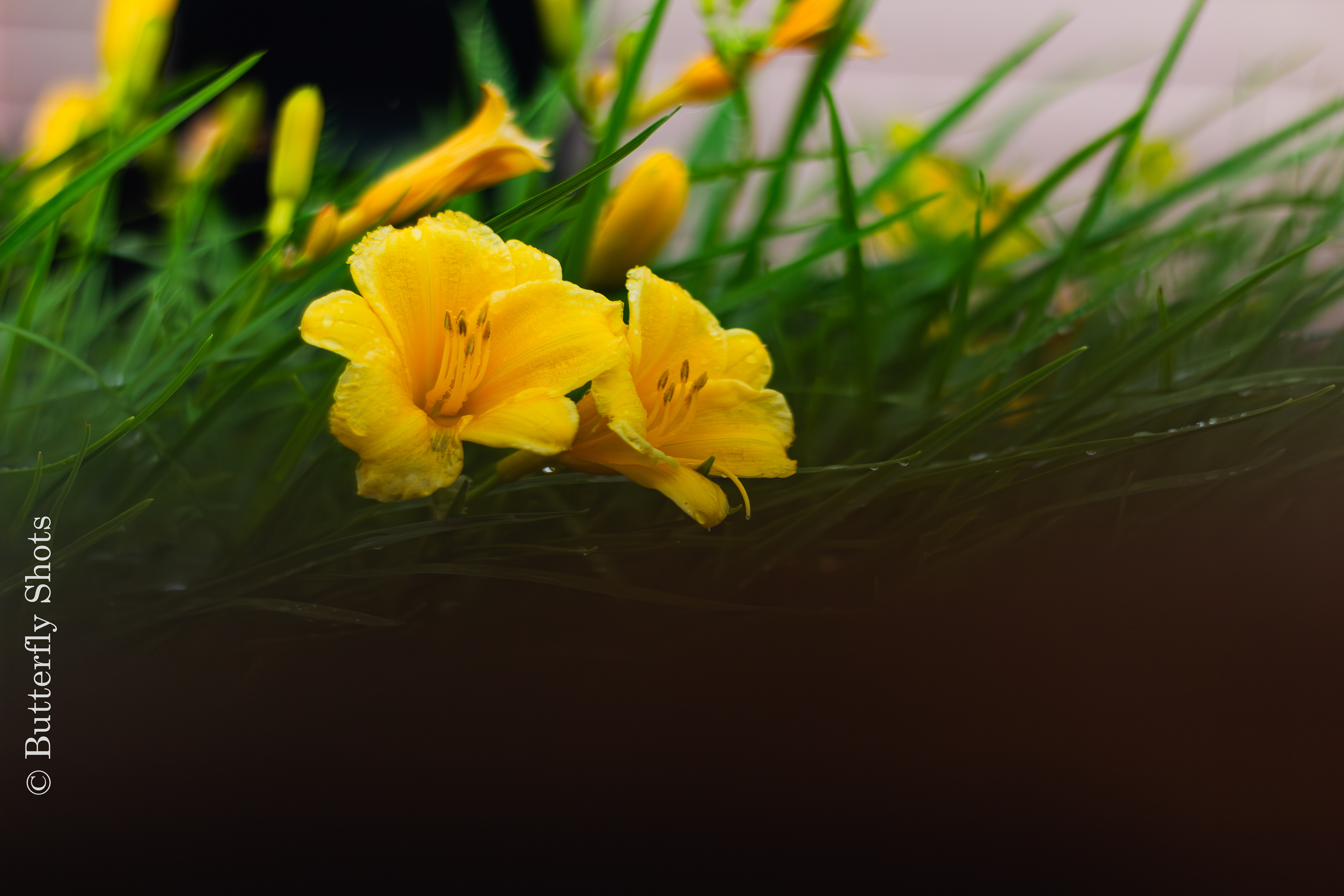 Nature photography of flowers