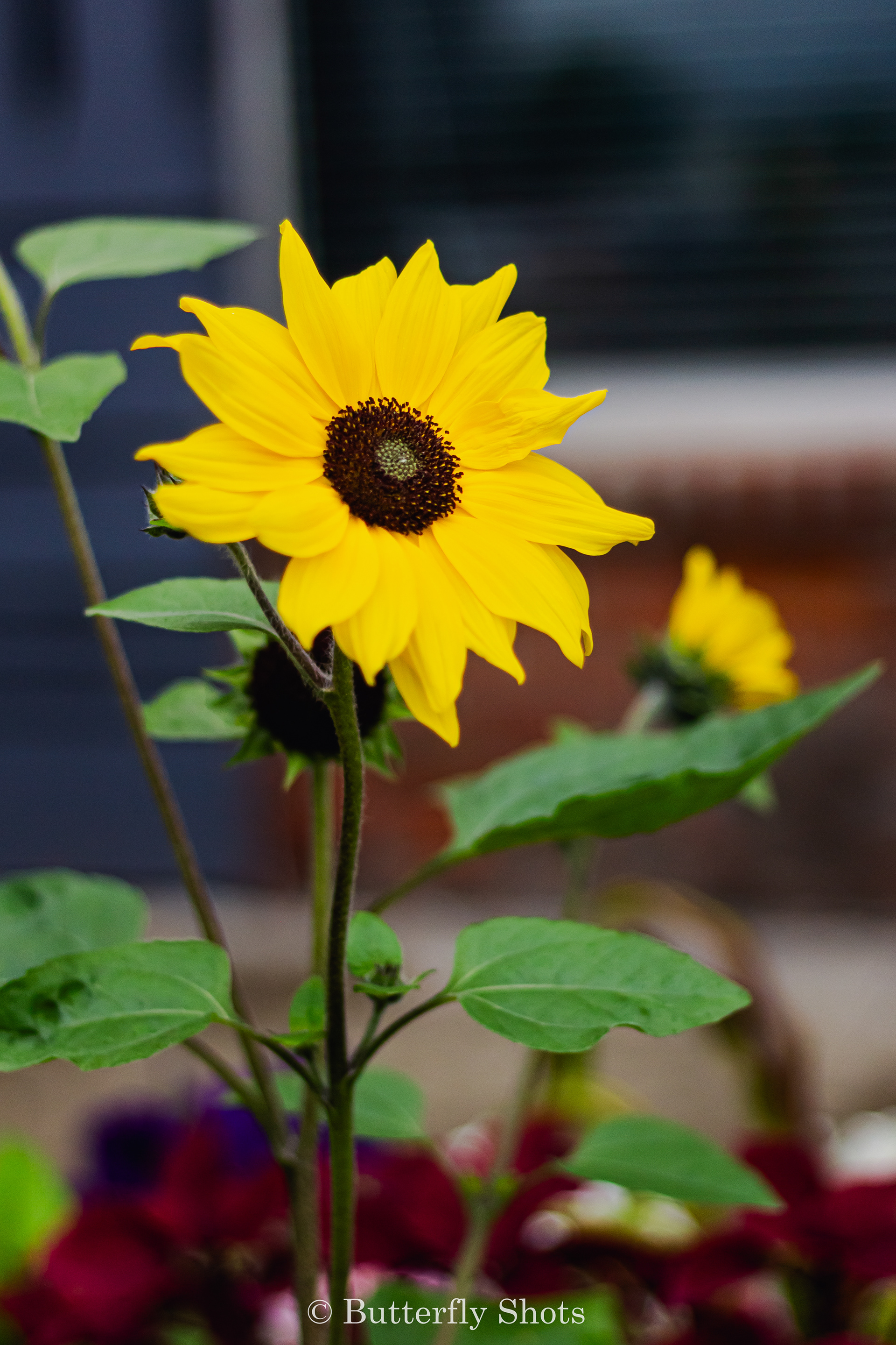 Nature photography of flowers
