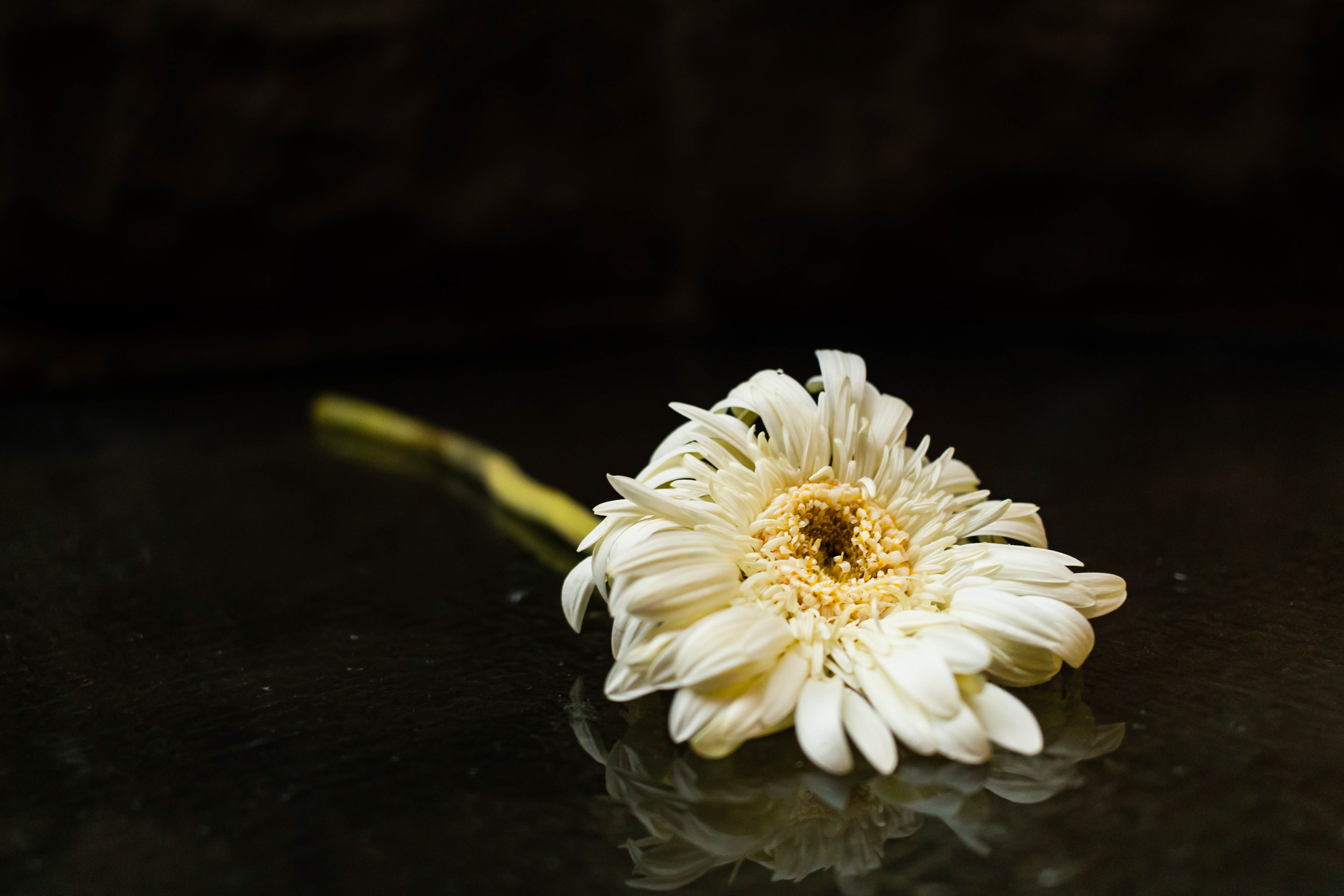 Flower photography