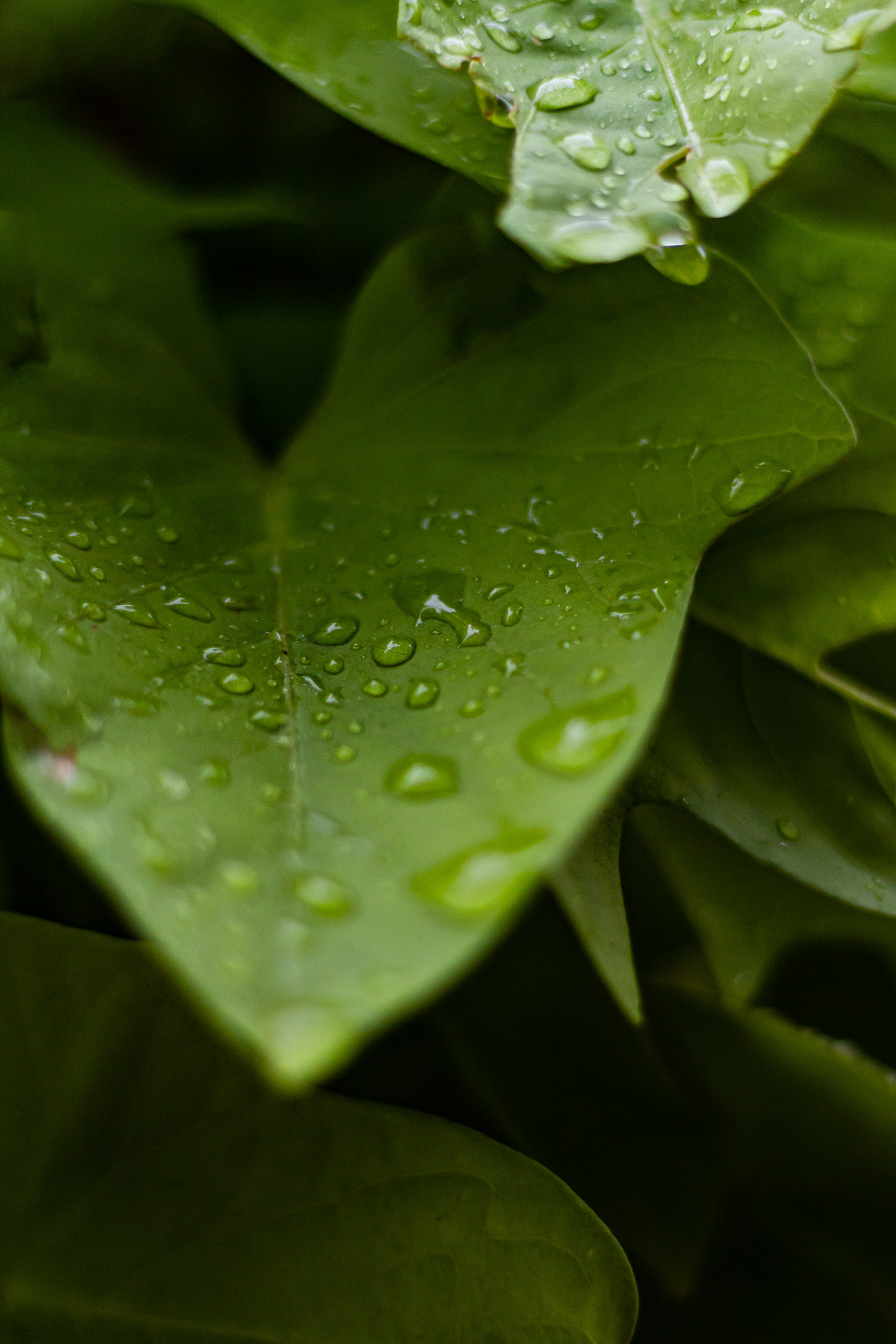 Nature photography of a wet leaf