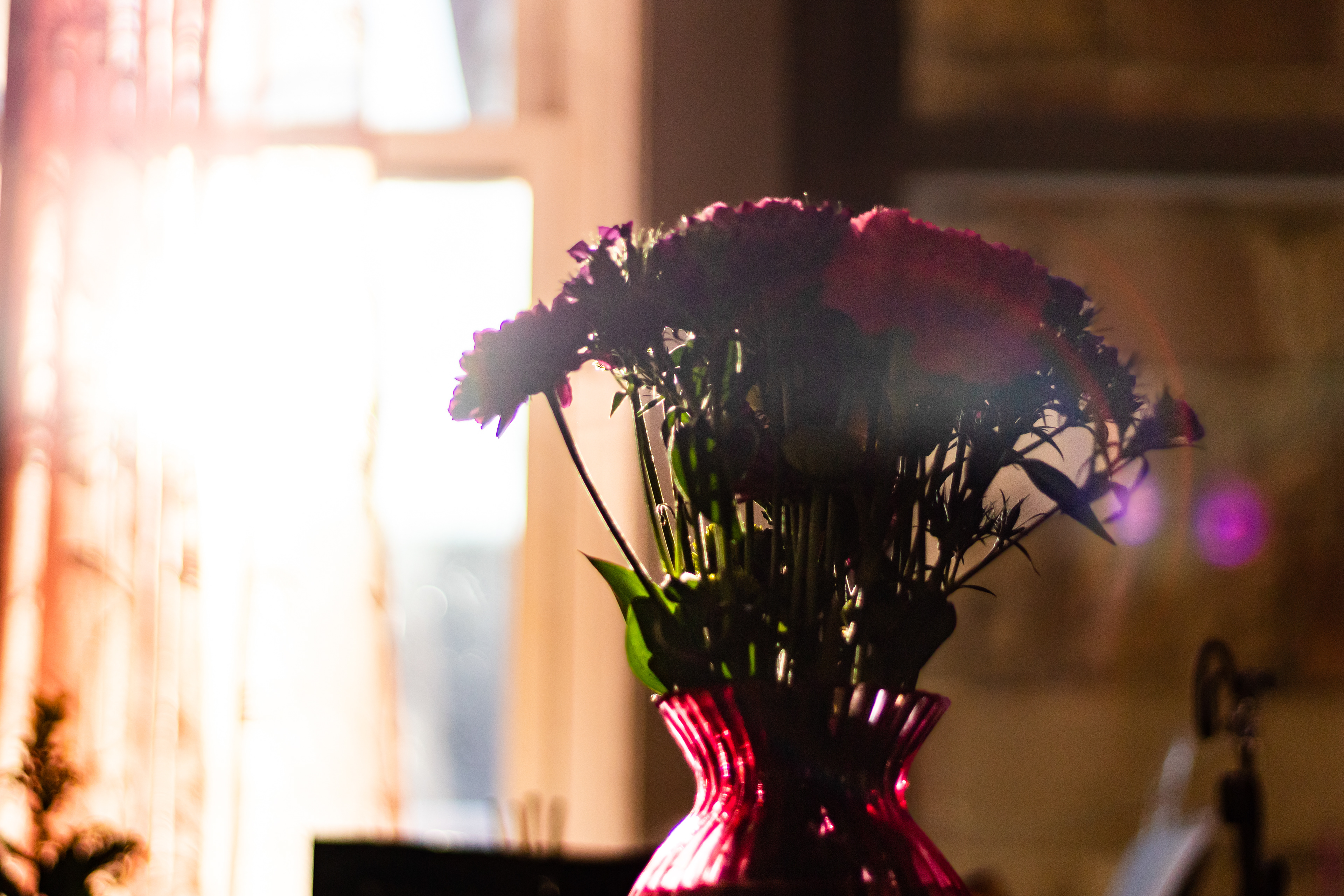 Flower photography