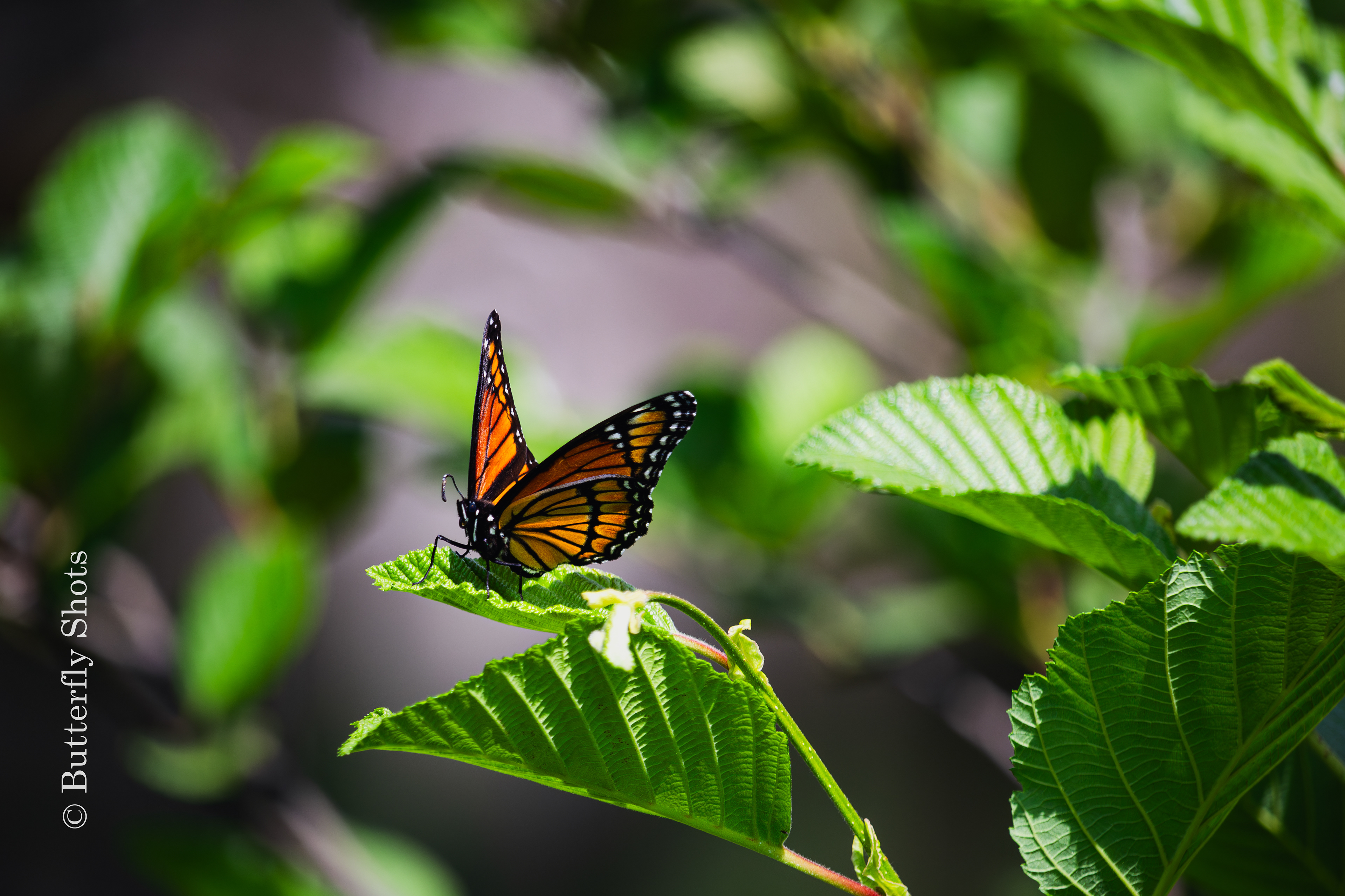 Nature photography of a butterfly