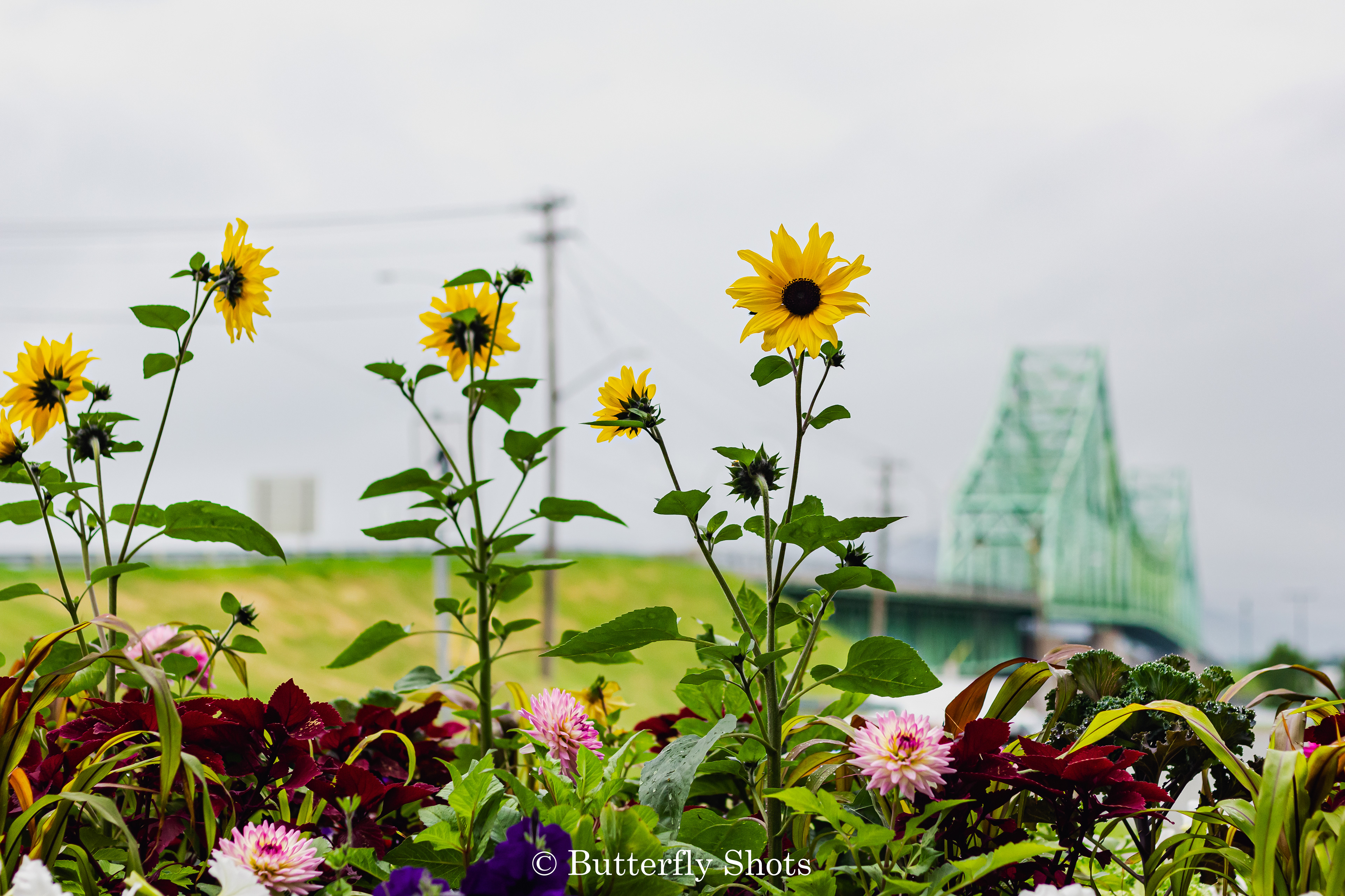 Landscape photography of the Van Horne Bridge with flowers in the foreground in Campbellton New-Brunswick