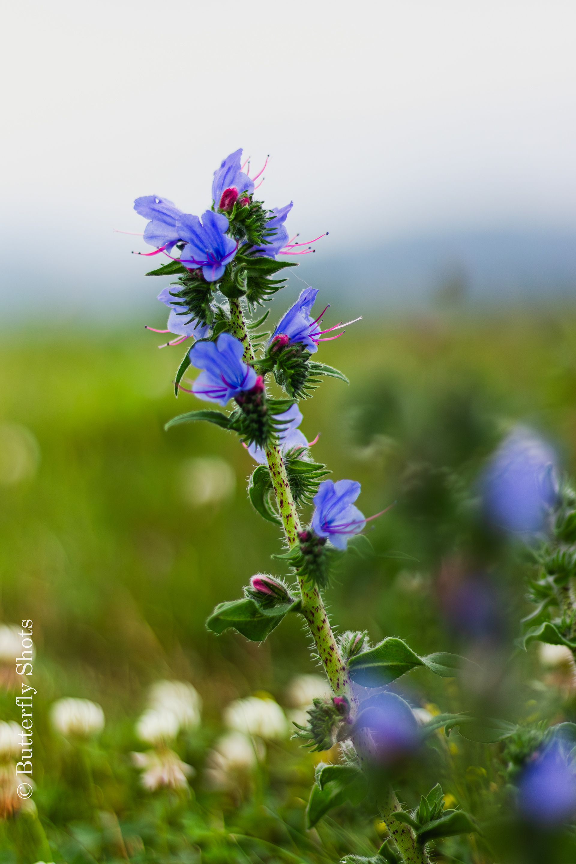 Nature photography of flowers