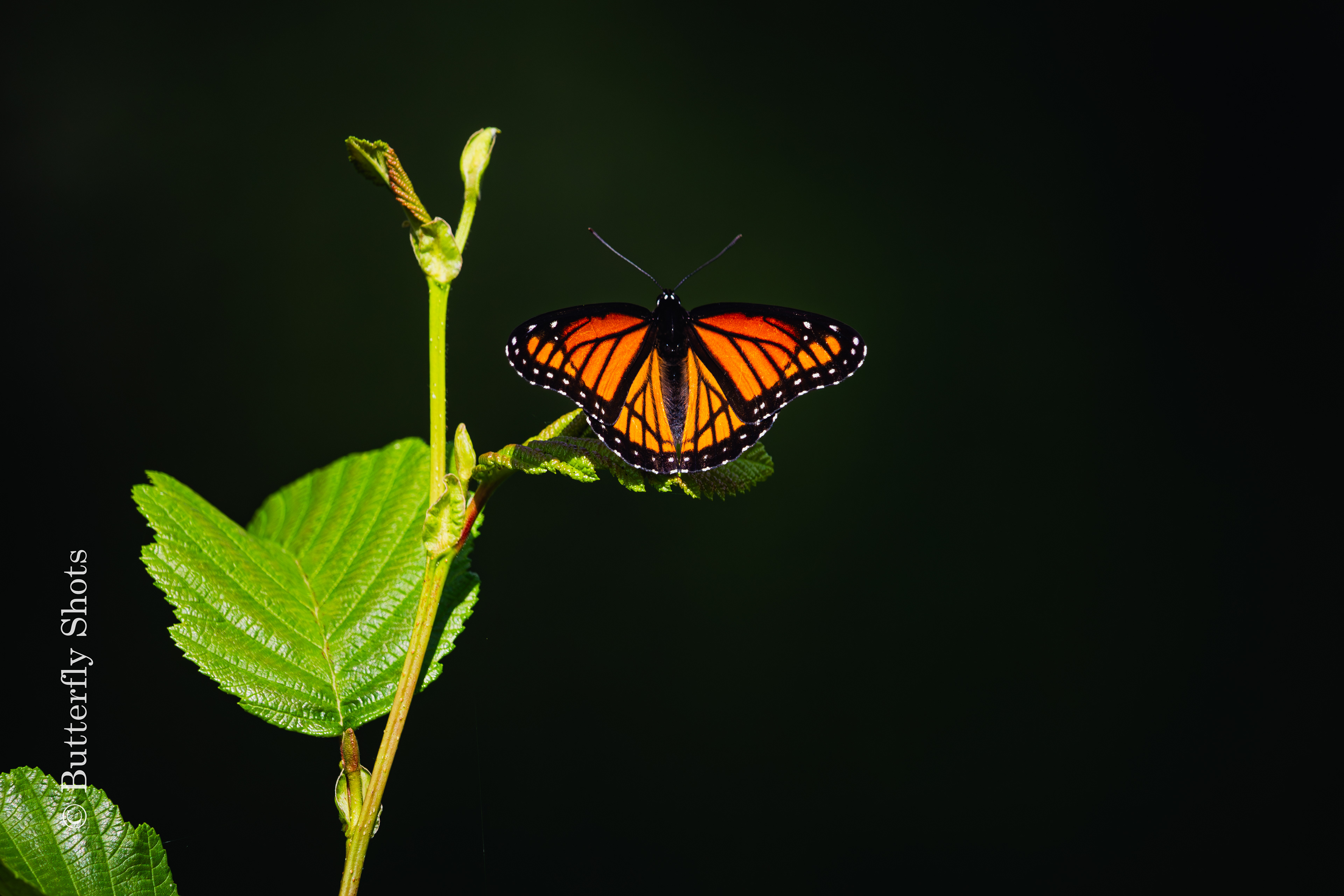 Nature photography of a butterfly