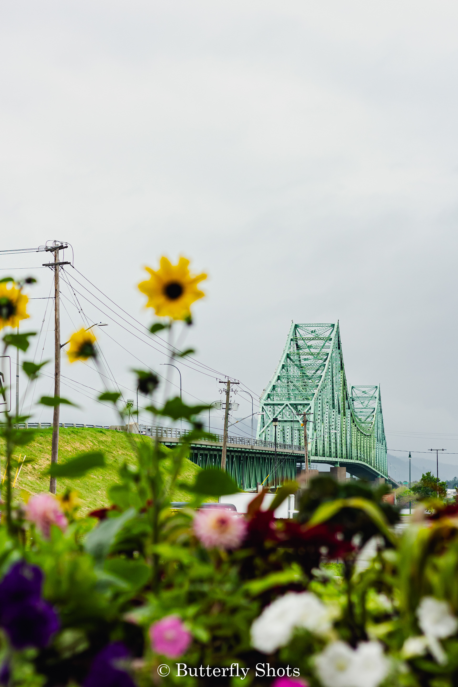 Landscape photography of the Van Horne Bridge with flowers in the foreground in Campbellton New-Brunswick