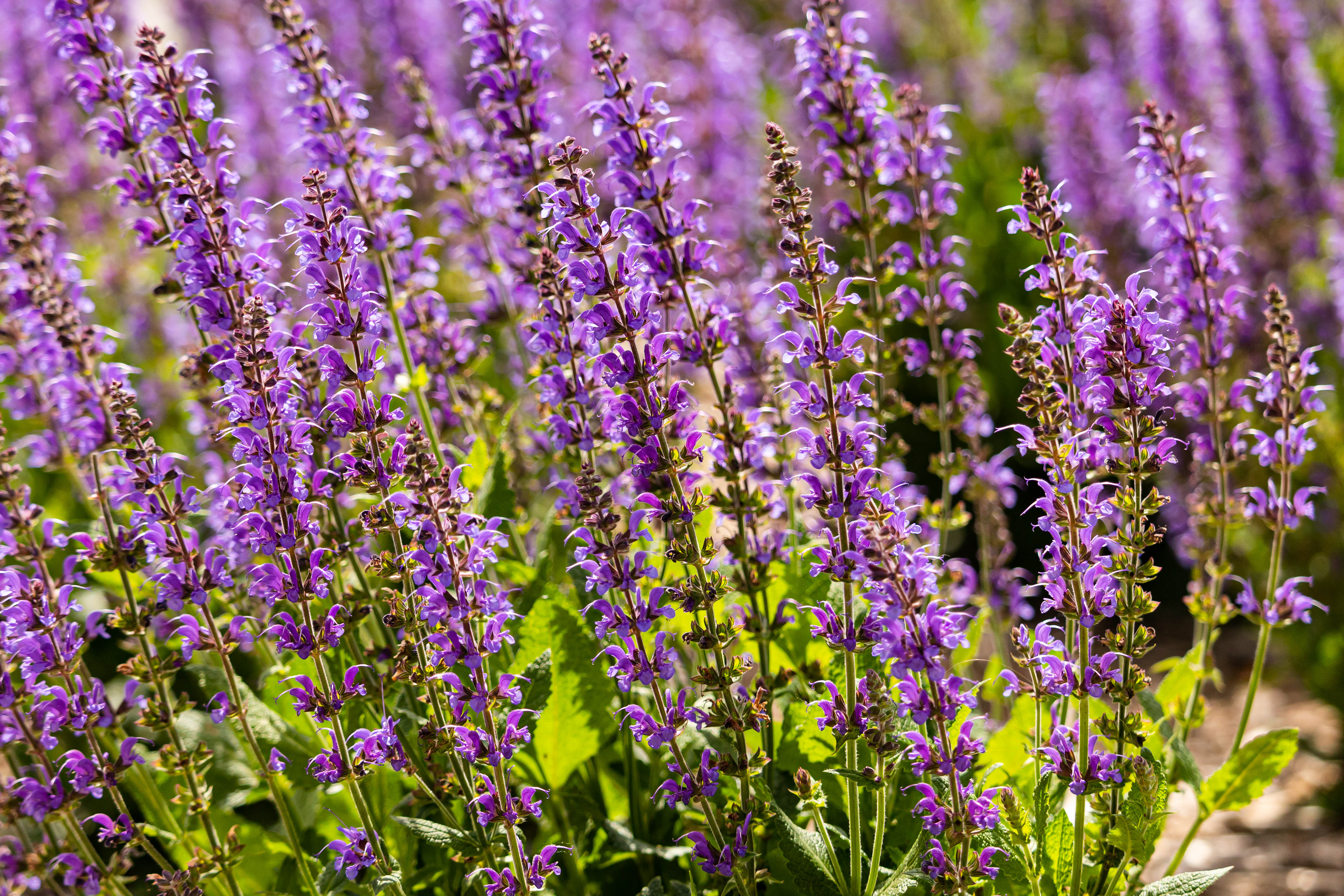 Nature photography of flowers