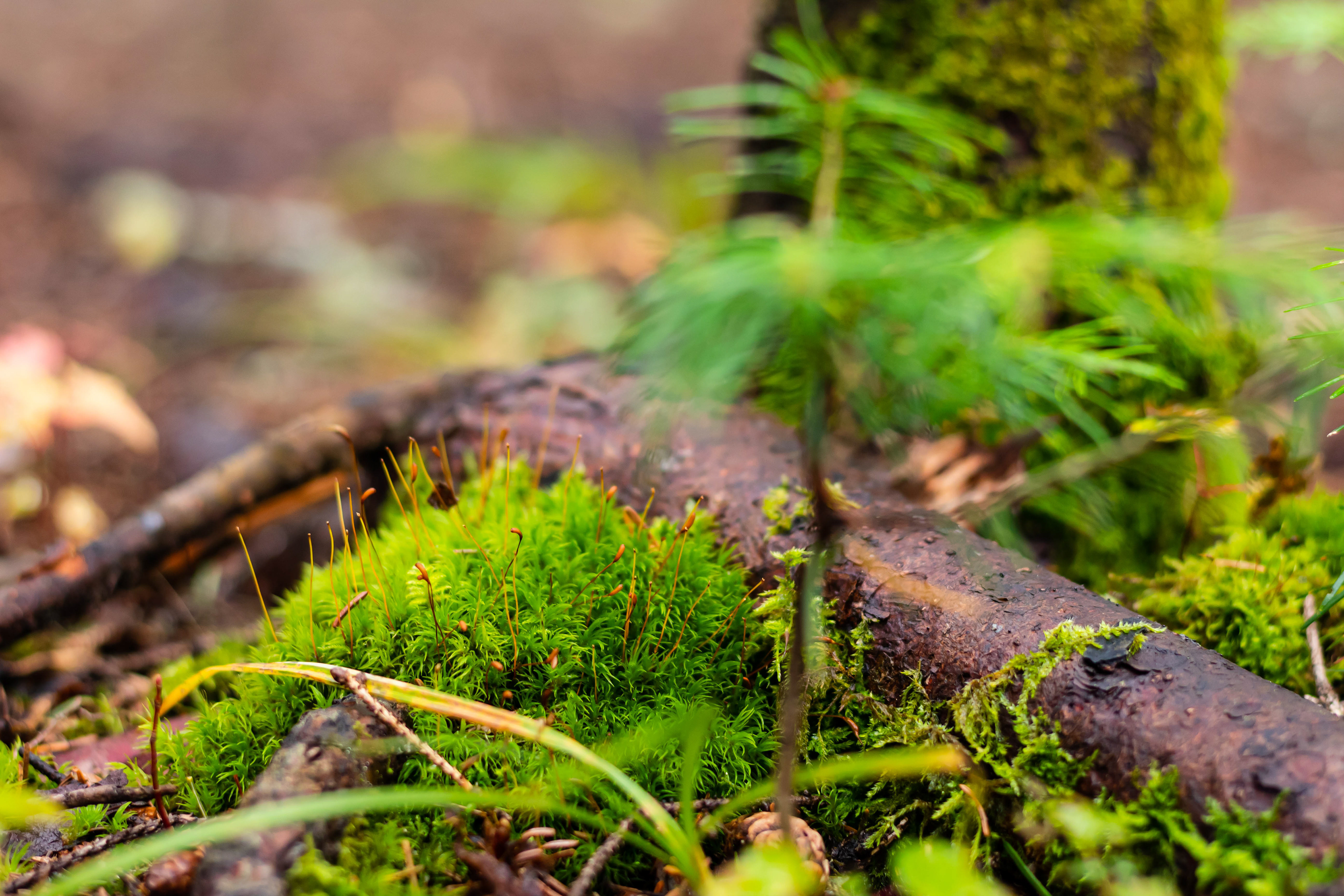 Nature photography of tiny greens