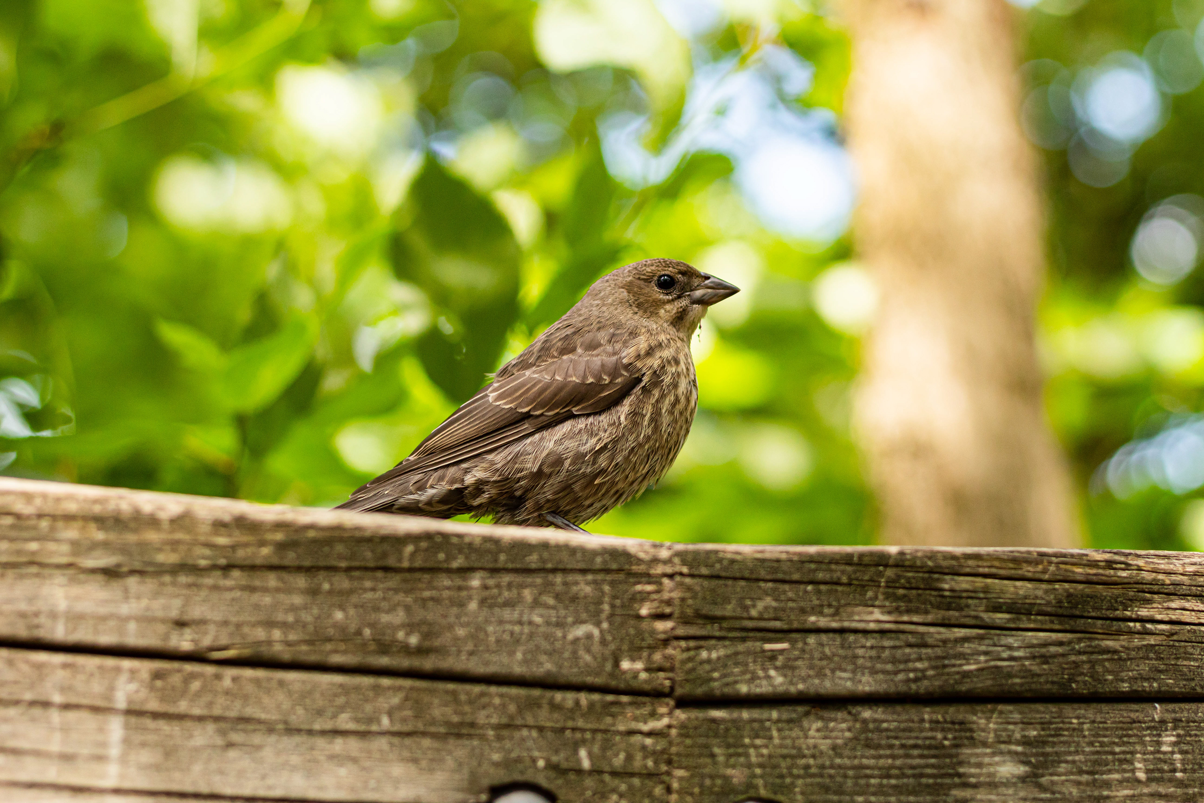 Nature photography of bird