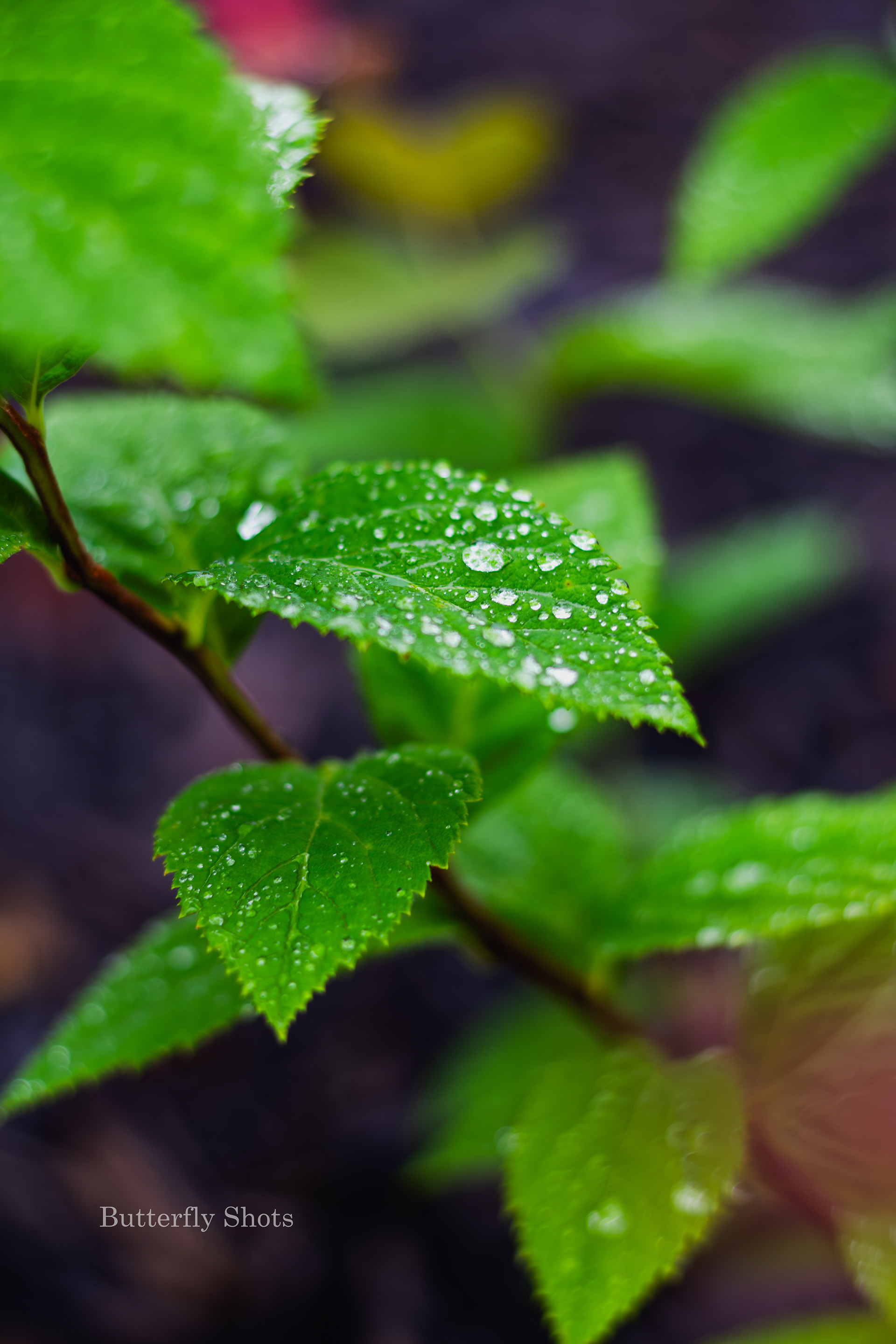 Nature photography of wet leaves