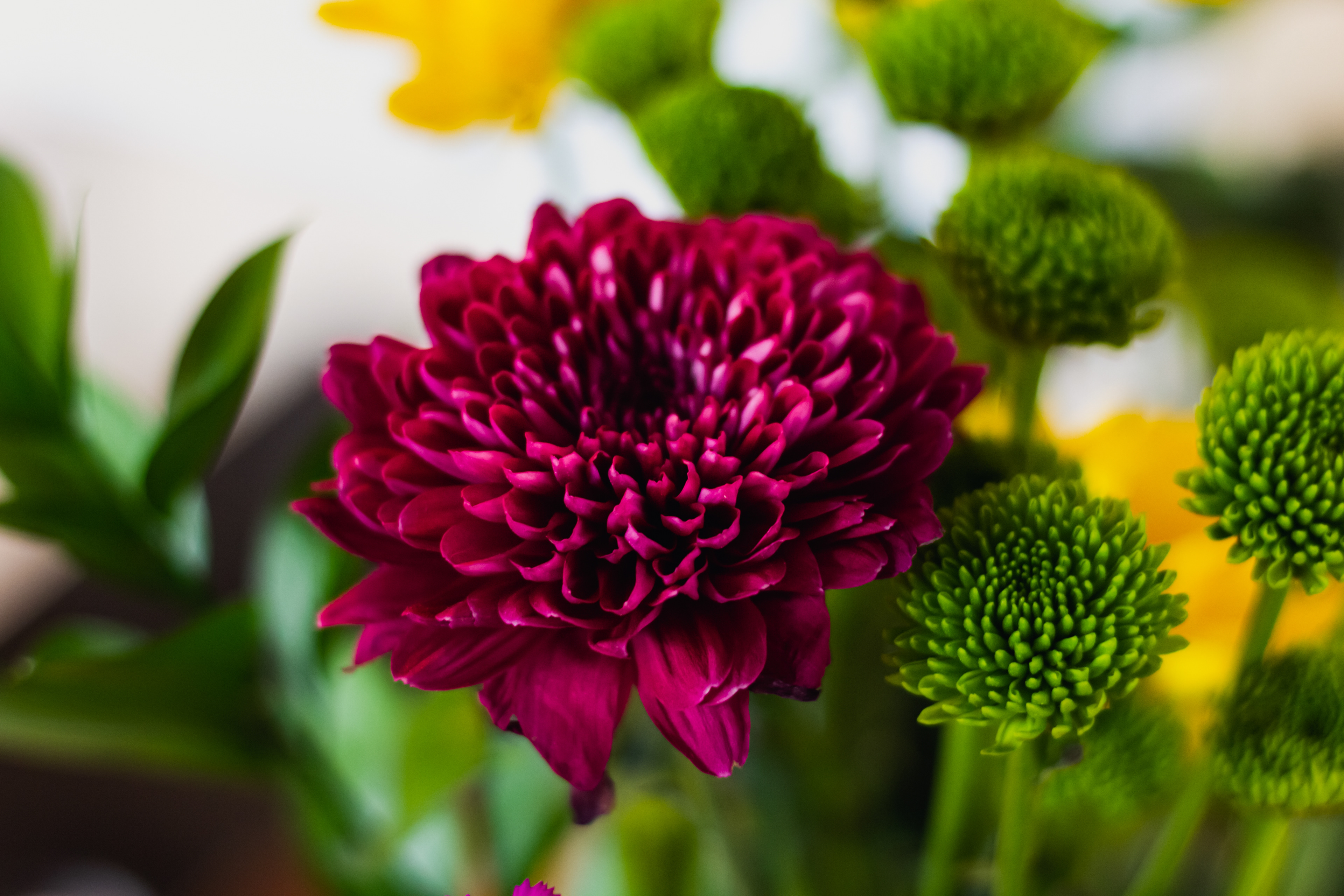Flower photography