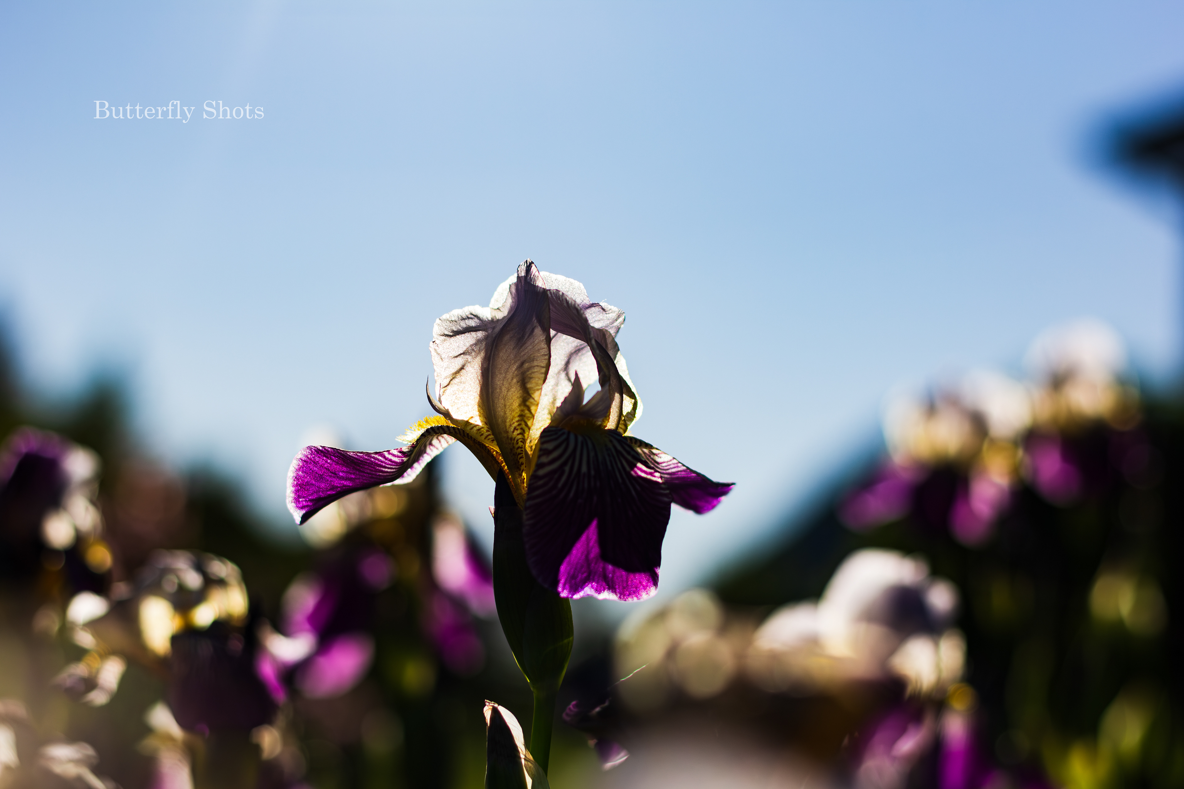 Nature photography of a flower