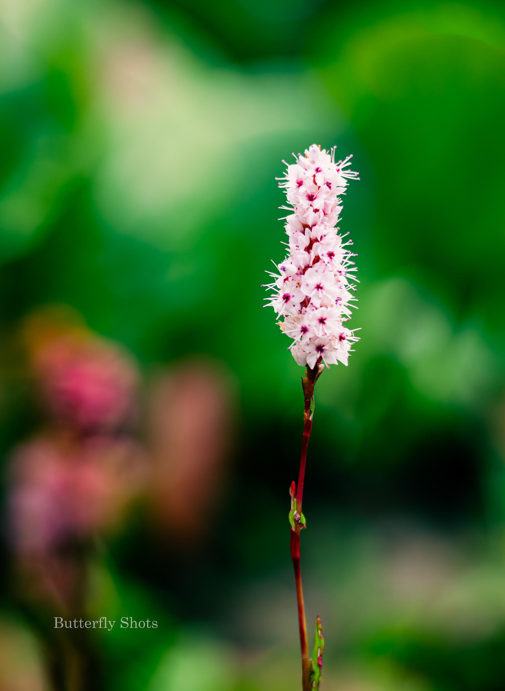 Nature photography of a flower