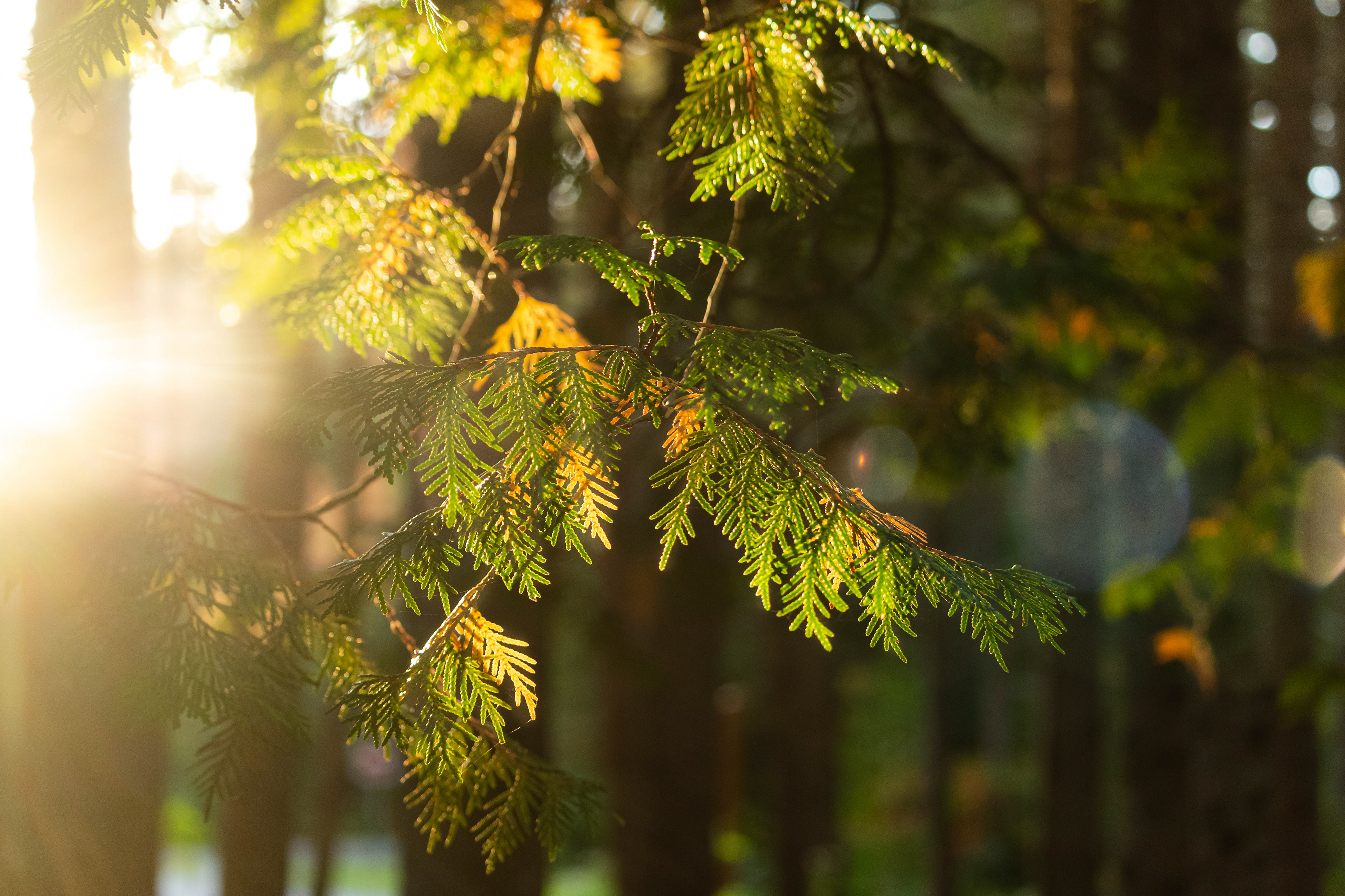 Nature photography in the forest