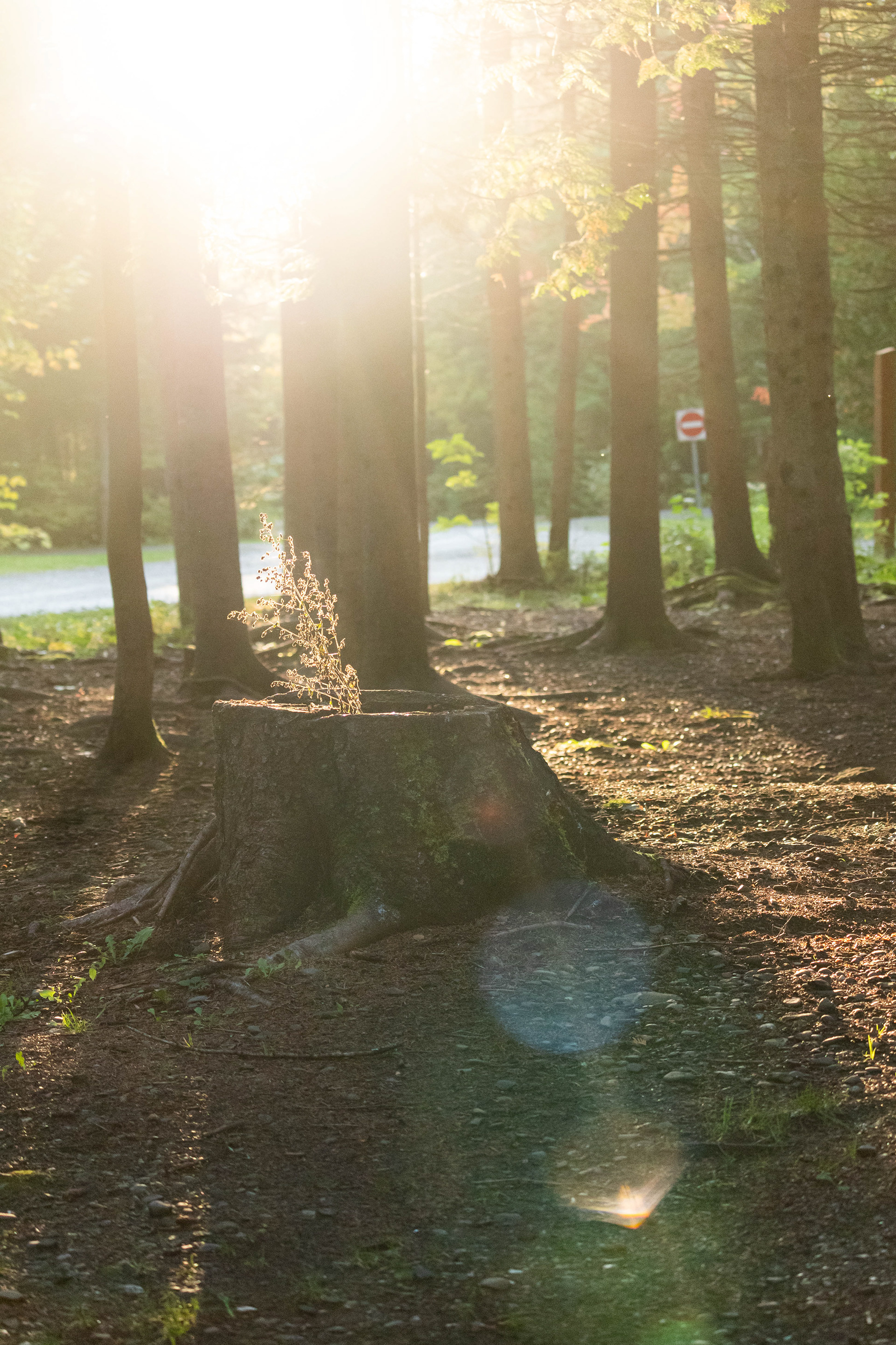 Nature photography in the forest