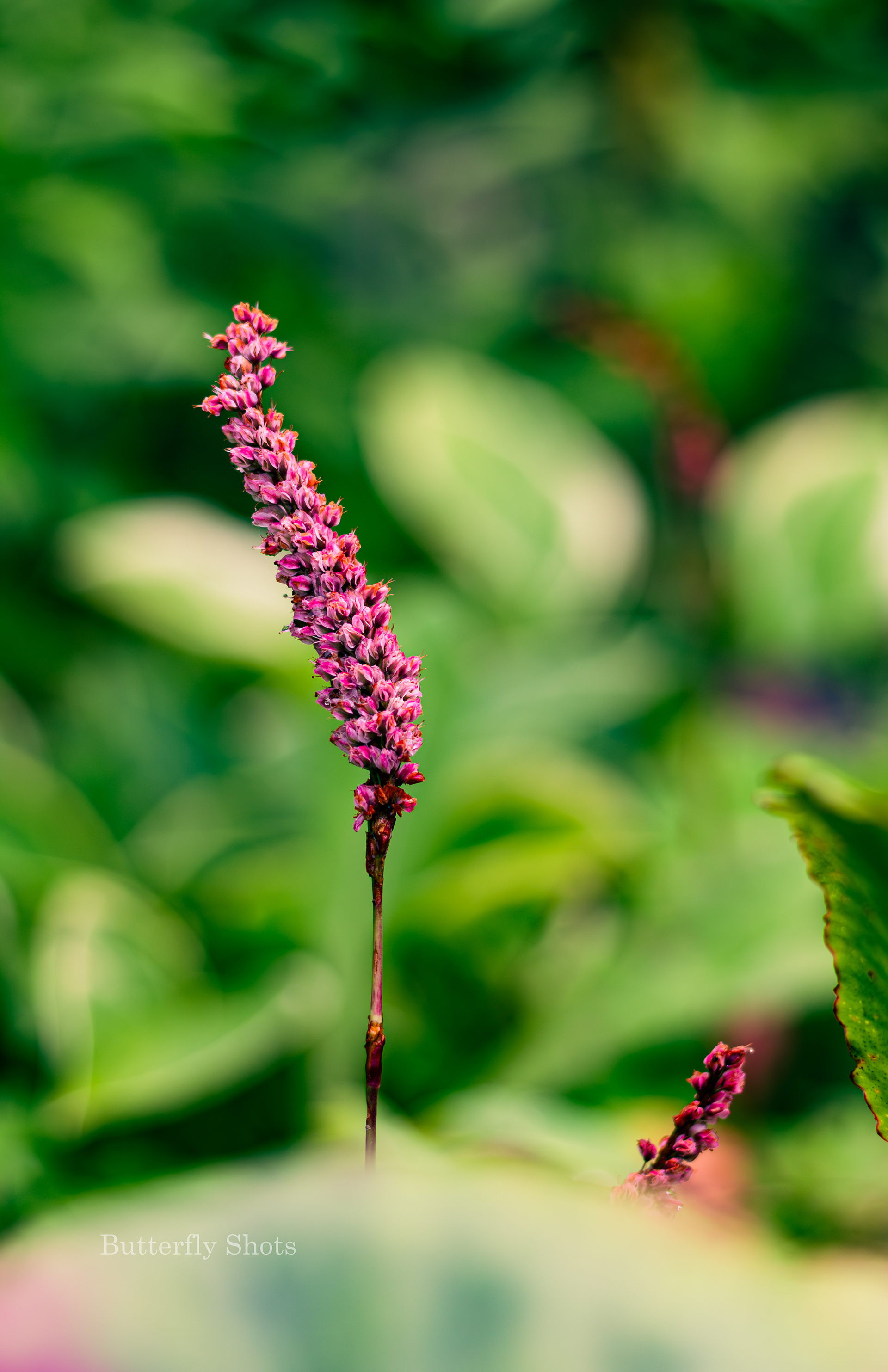 Nature photography of a flower