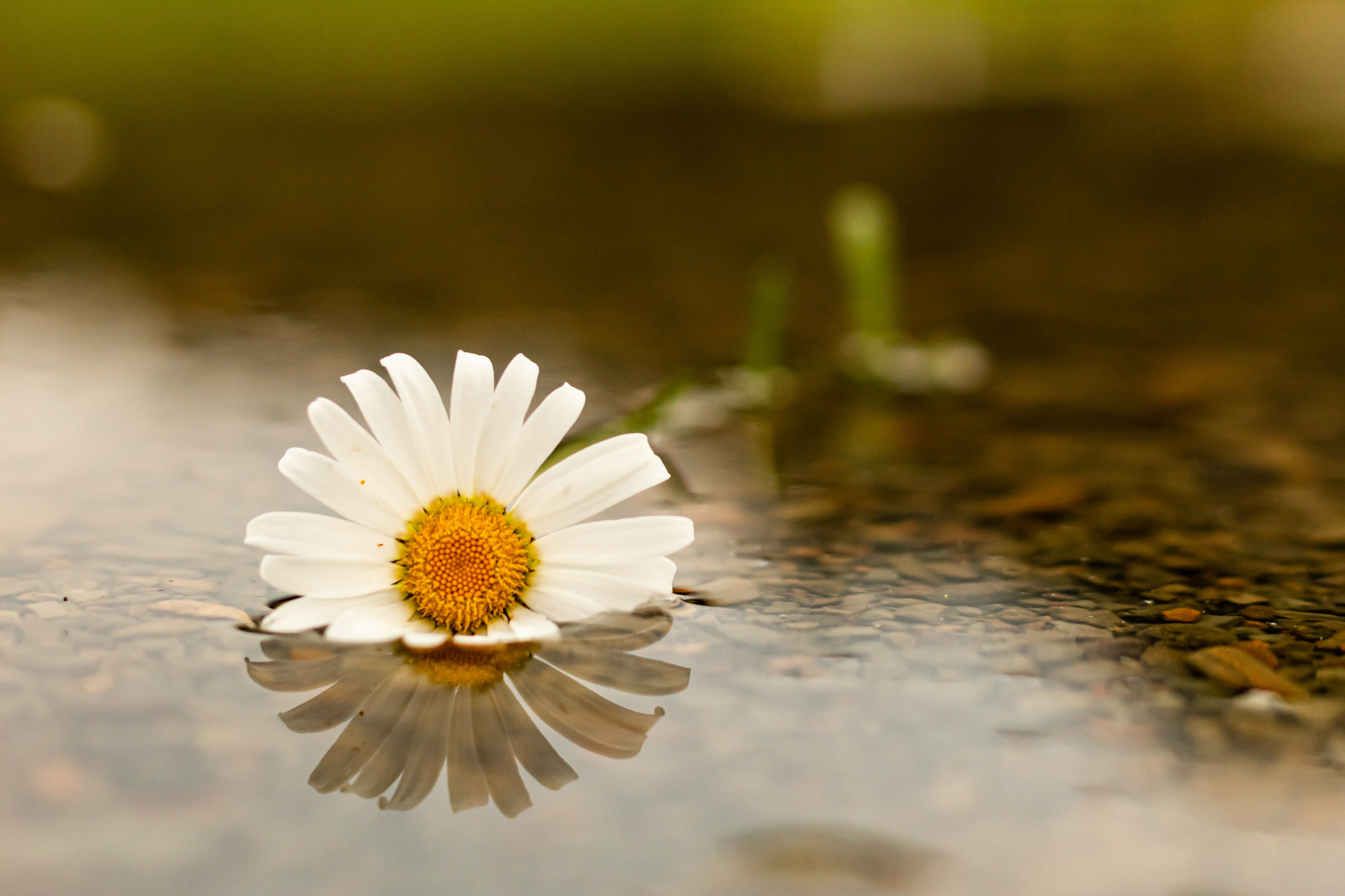 Nature photography of a flower in water