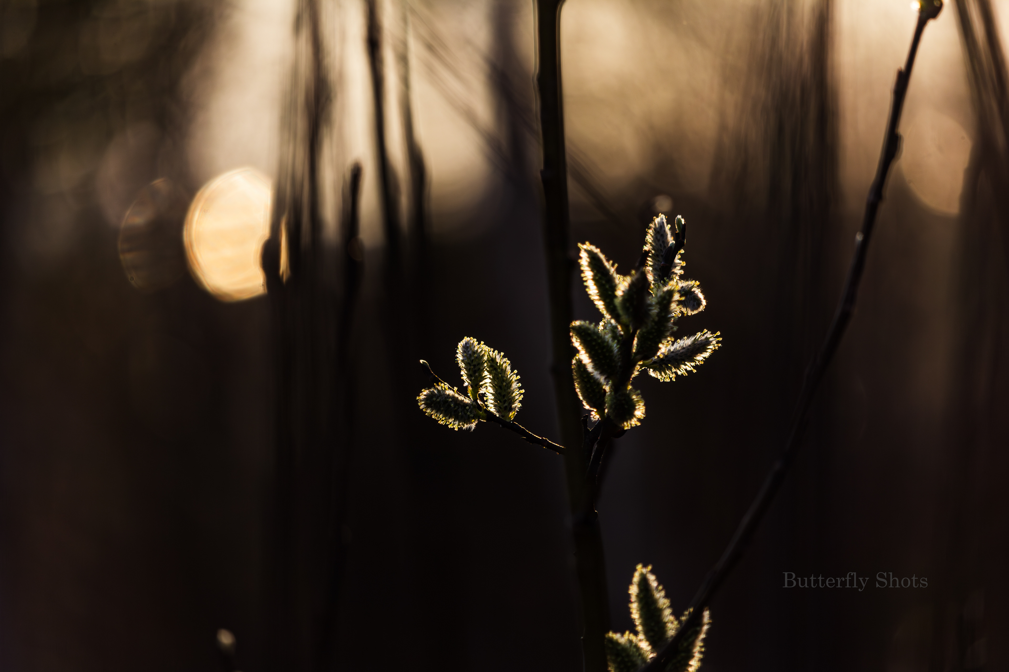 Nature photography of a branch at sunrise