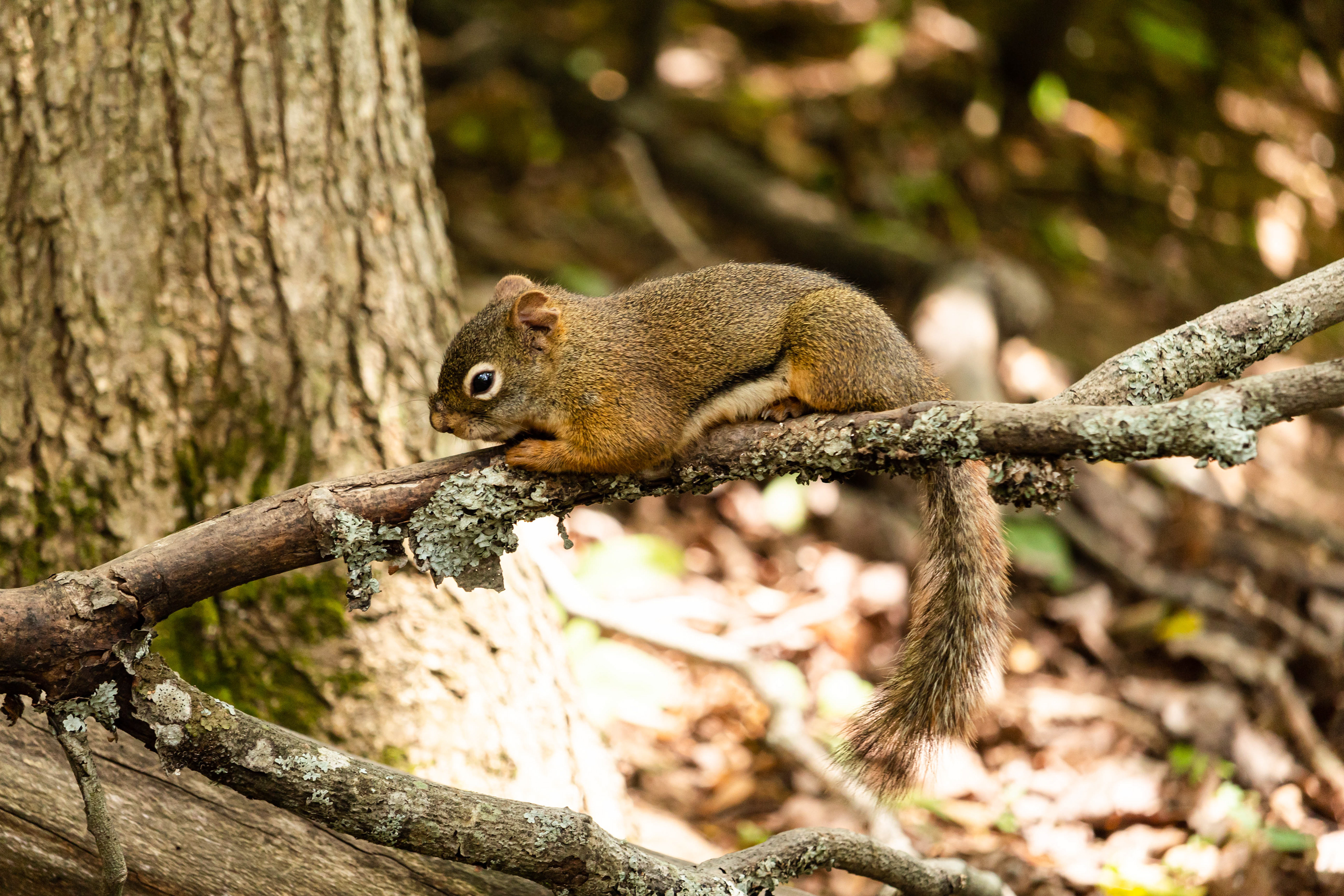 Nature photography of a squirrel