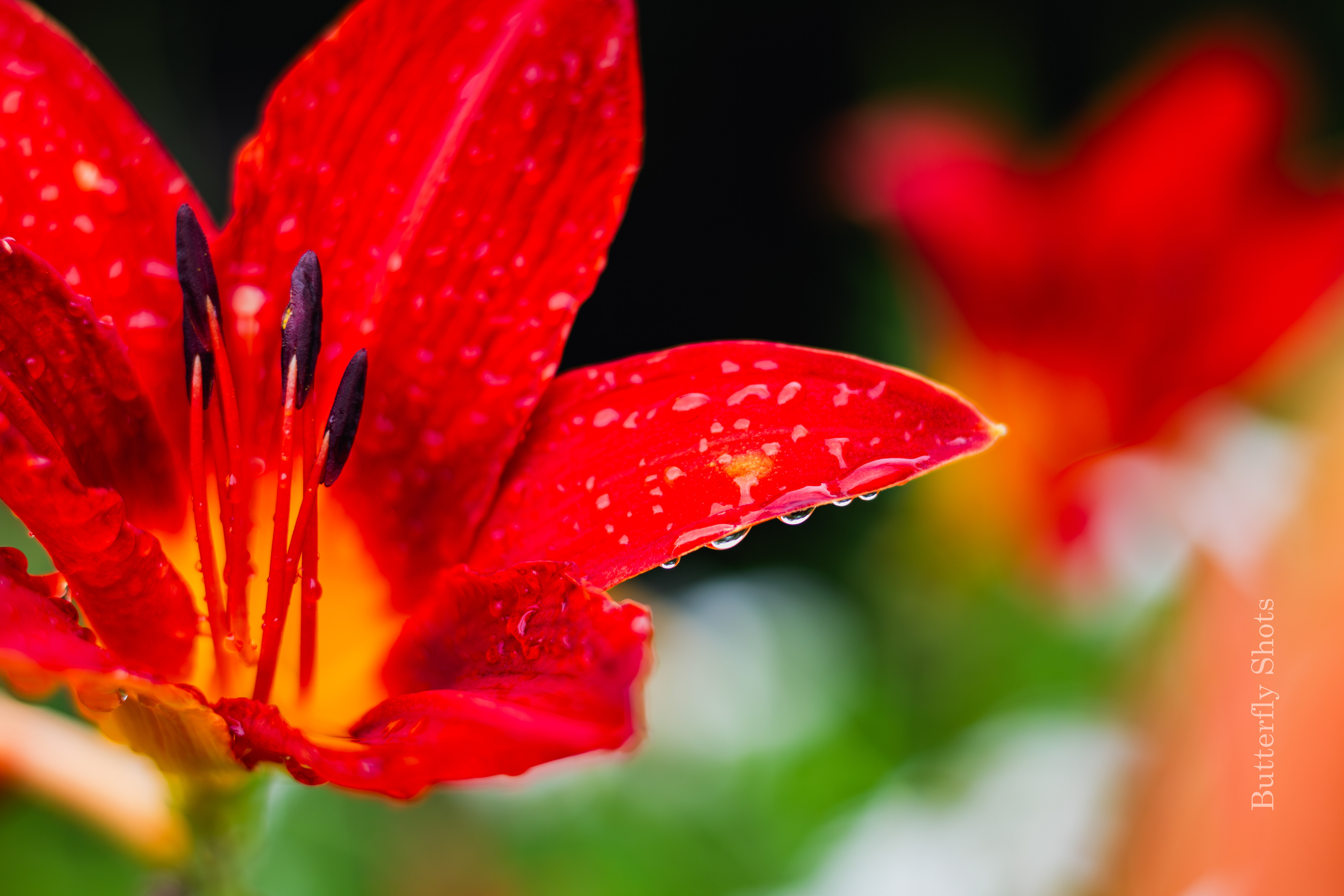 Nature photography of wet flowers