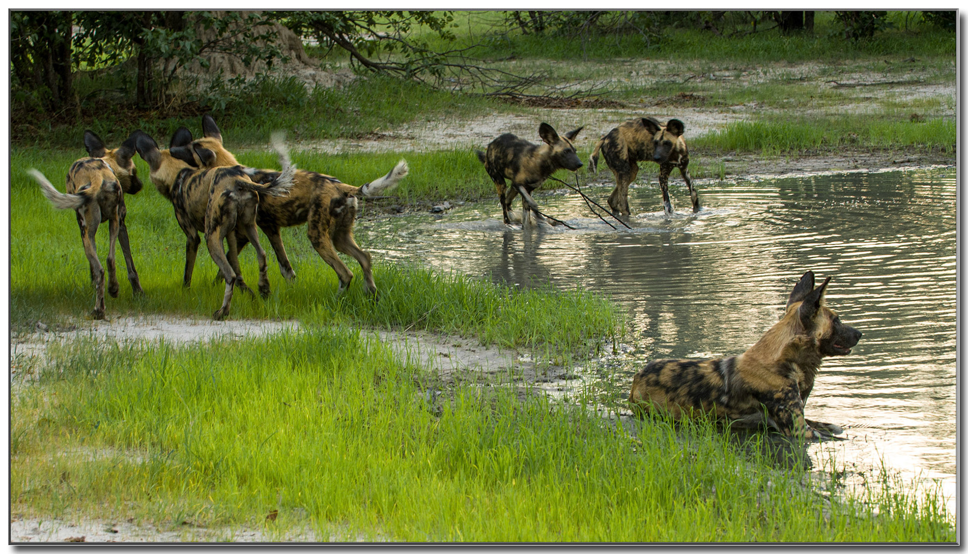 Vor der Jagd wird spielerisch die soziale Bindung gestärkt