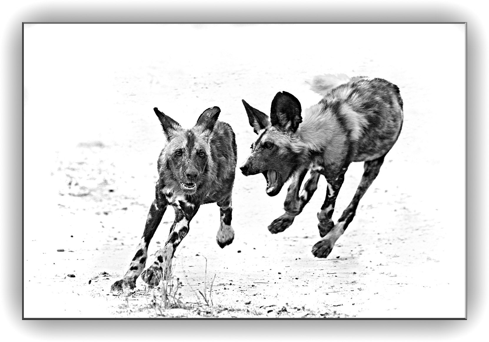 Wilddogs