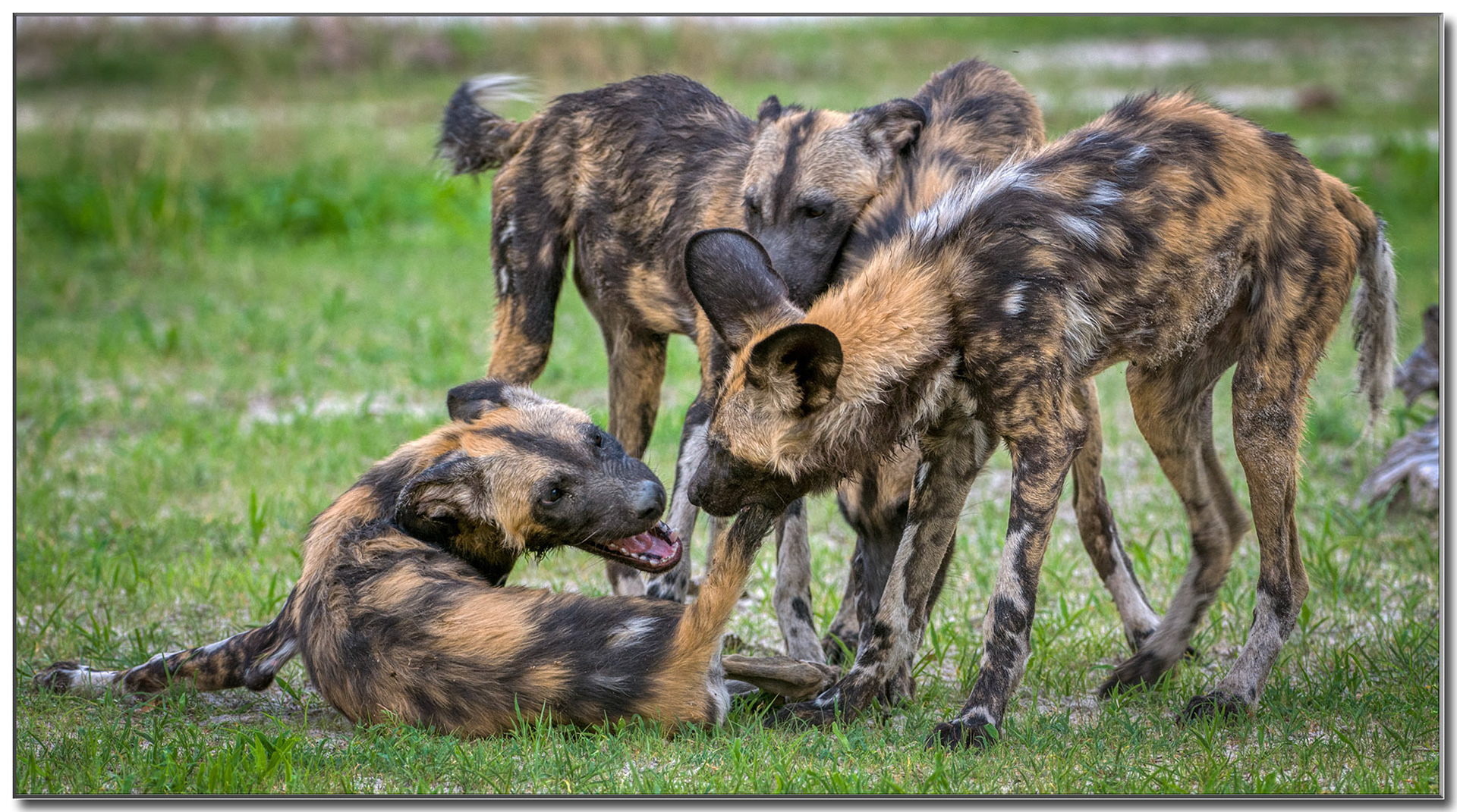 Spielen, Necken, Kneifen - auch nach der Jagd
