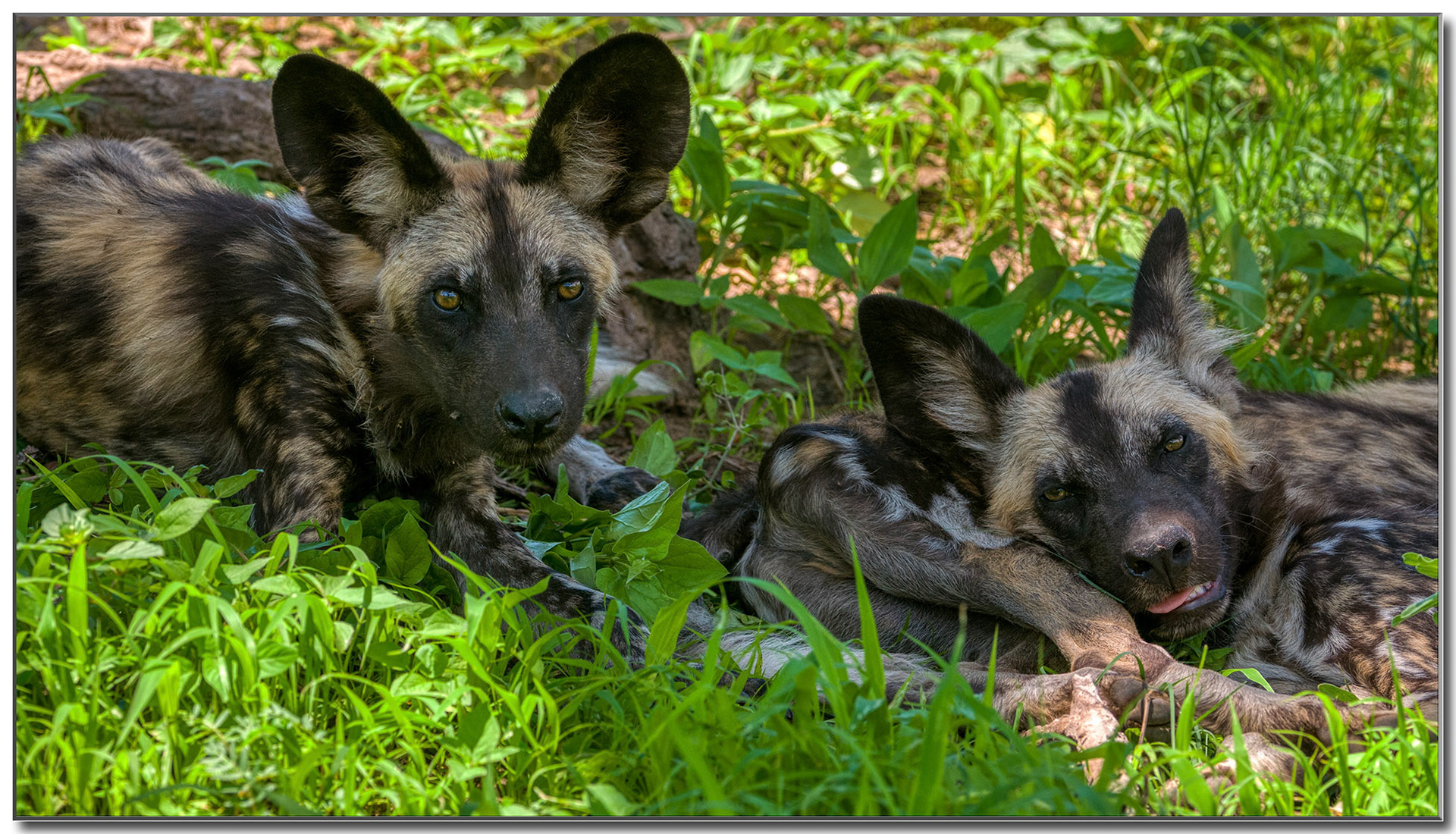 junge Wildhunde schlafen gemeinsam