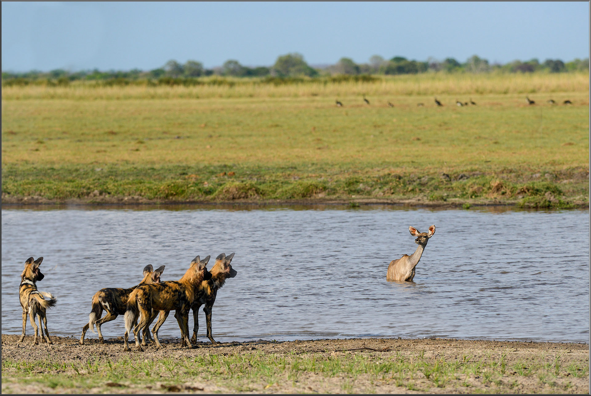 Wilddogs kennen die Gefahr: Krokodile