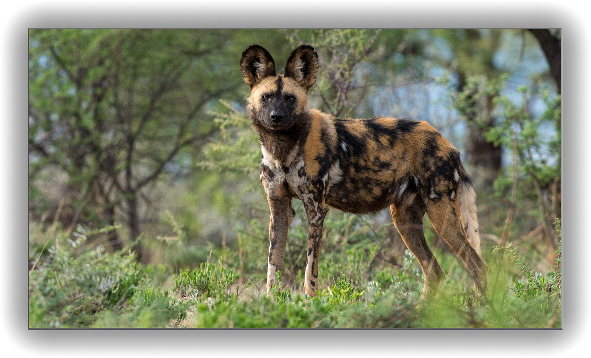 Wilddog : "Lycaon pictus " (gemalter Wolf)