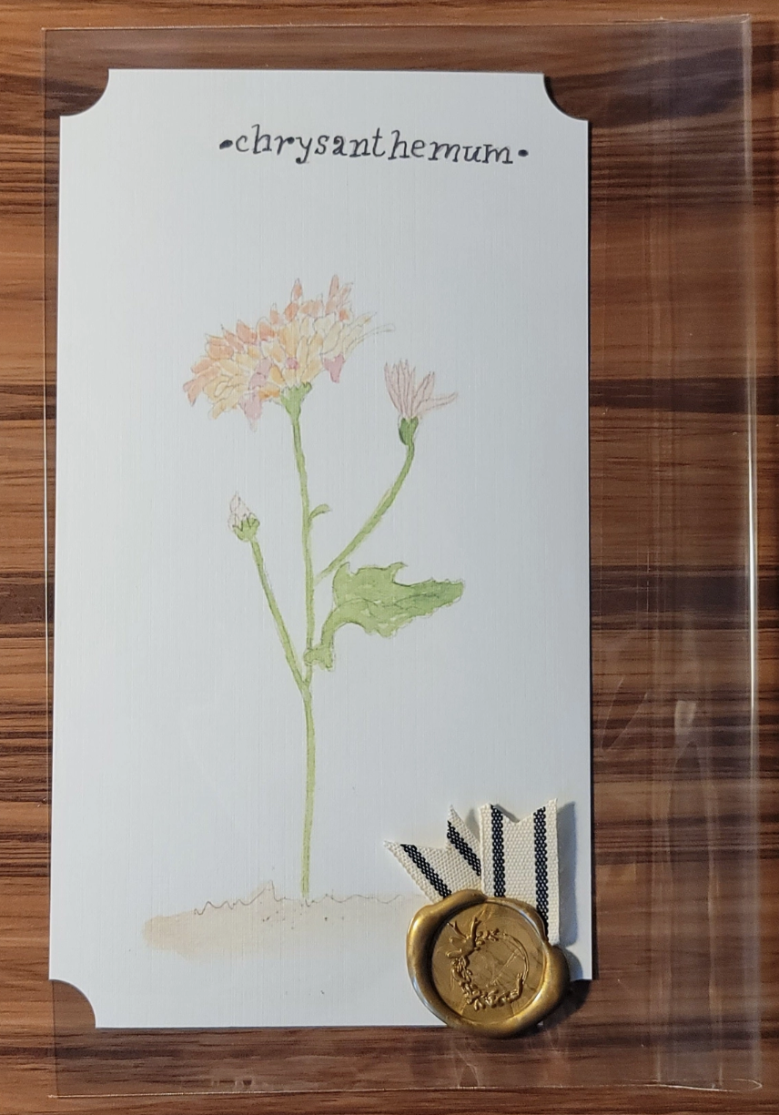 Chrysanthemum