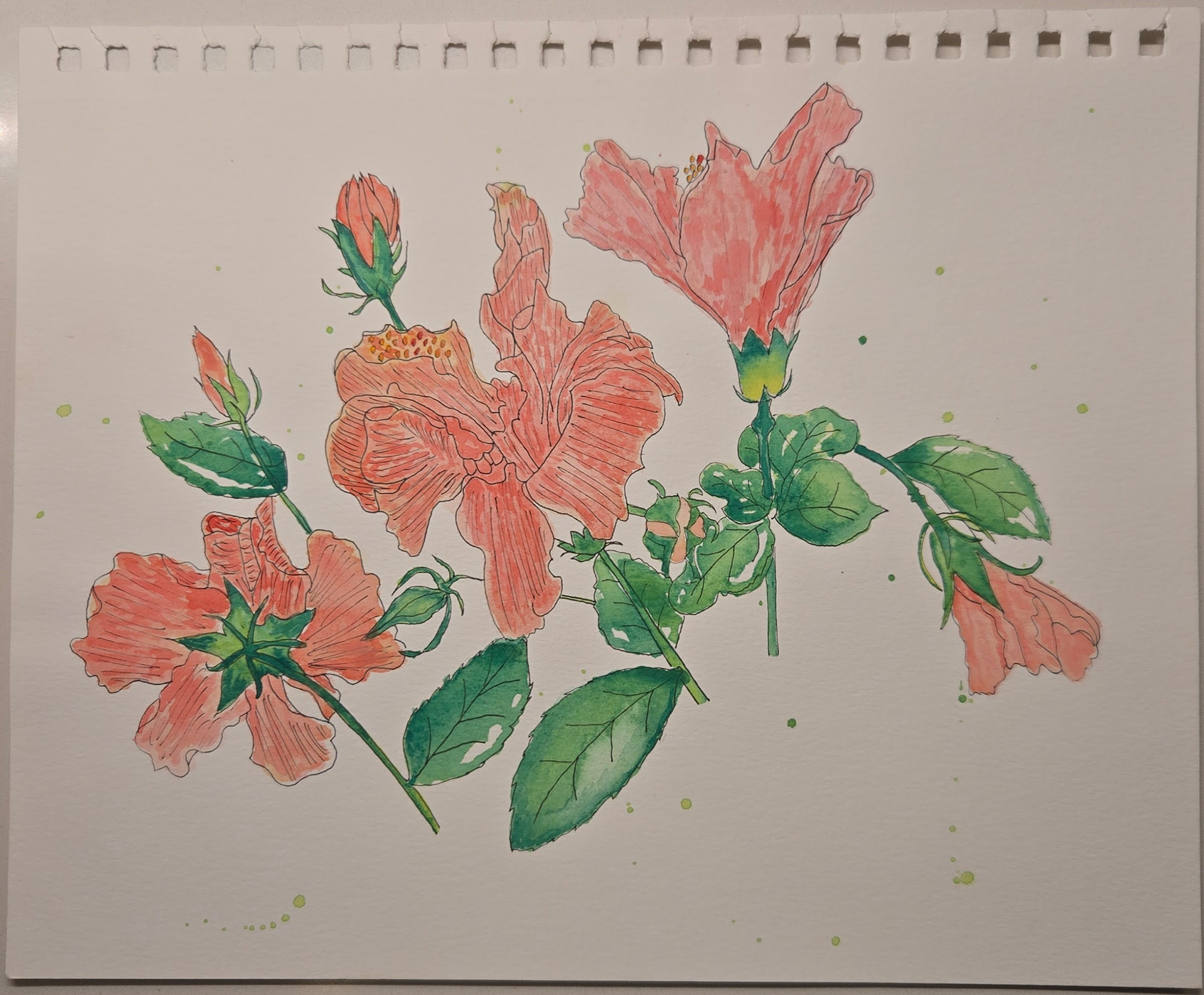 Hibiscus