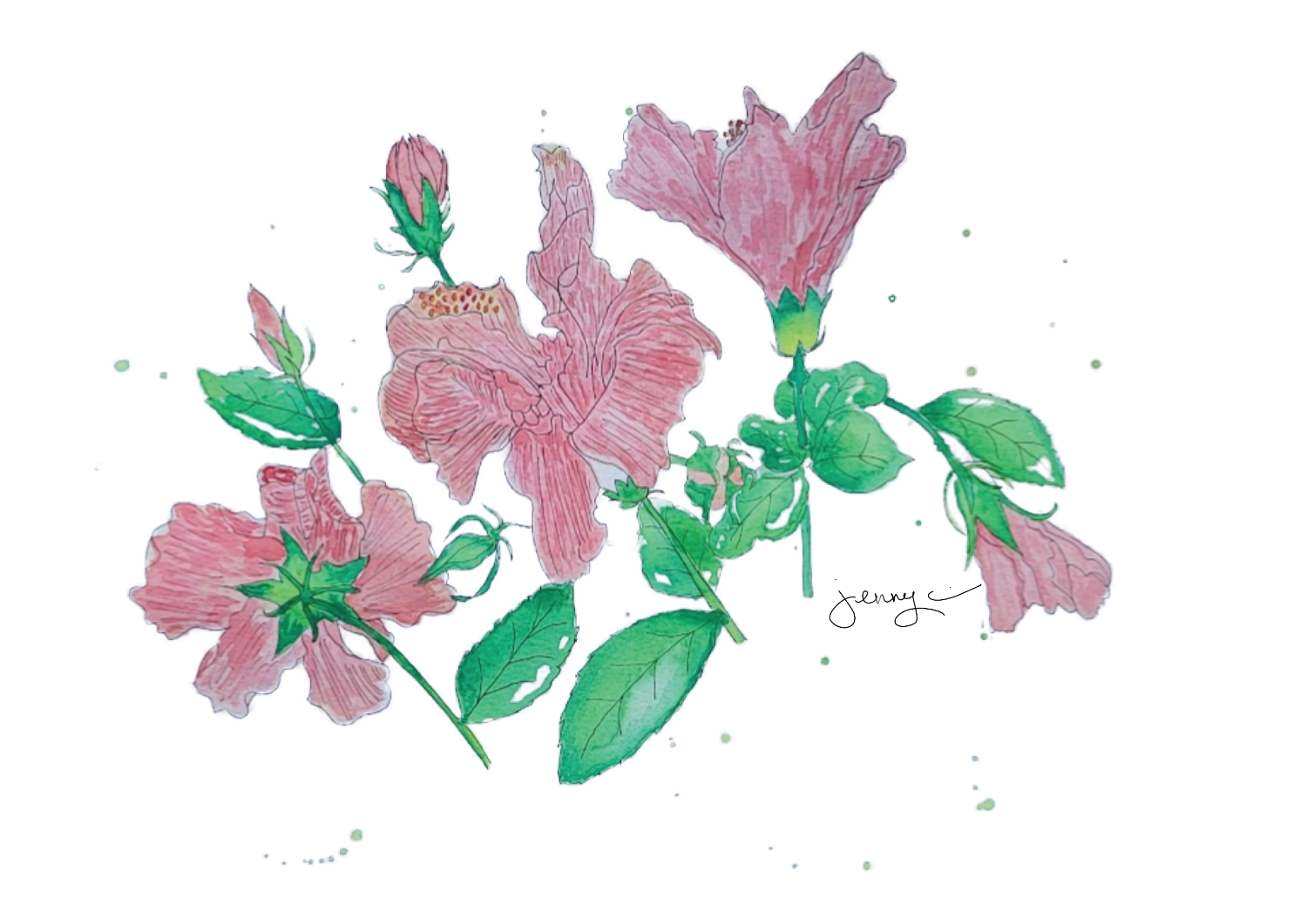 Hibiscus