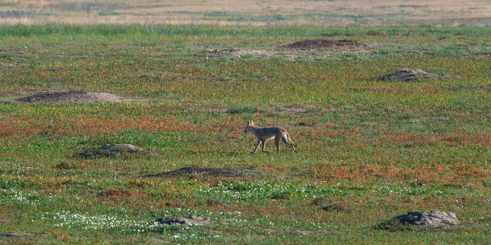 On The Hunt