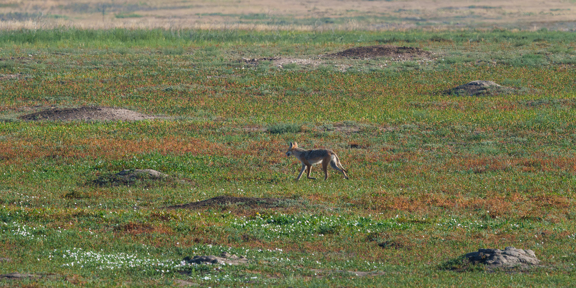 On The Hunt