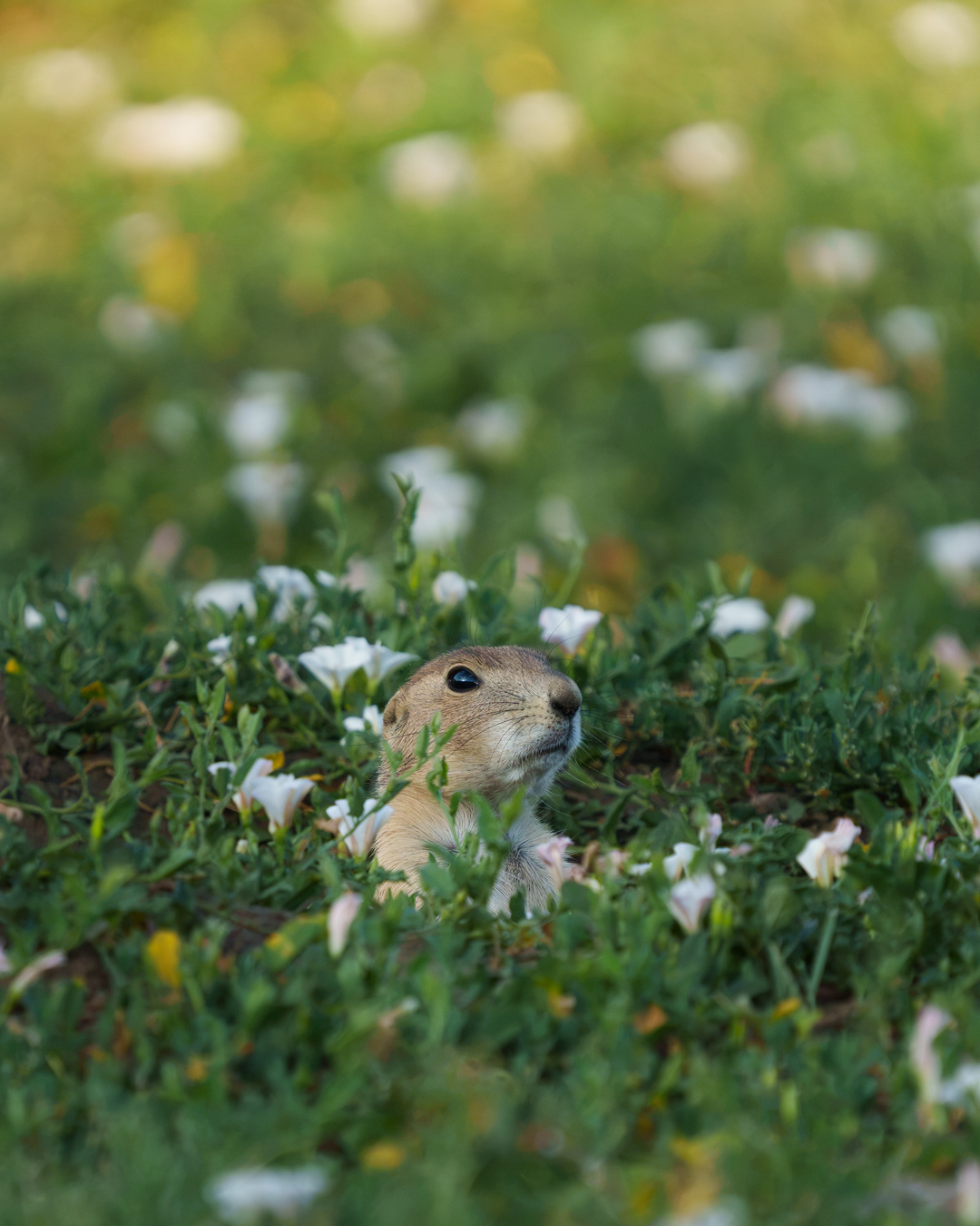 Among Flowers