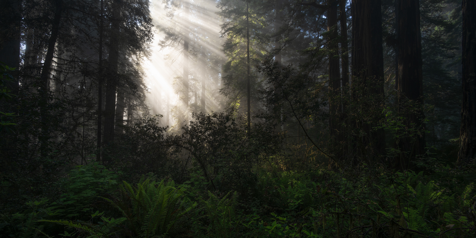 Let The Light In