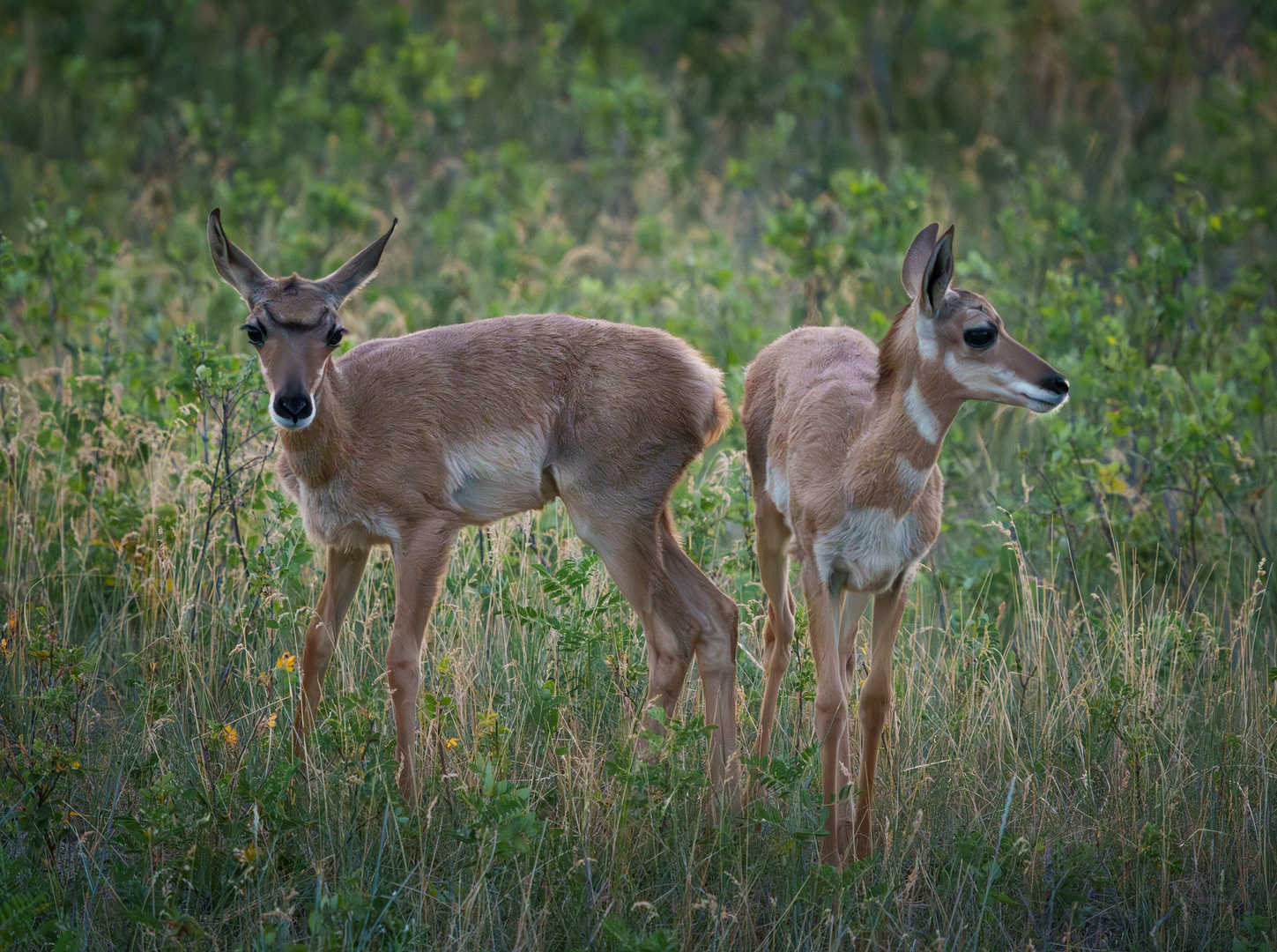 Young Pronghorns